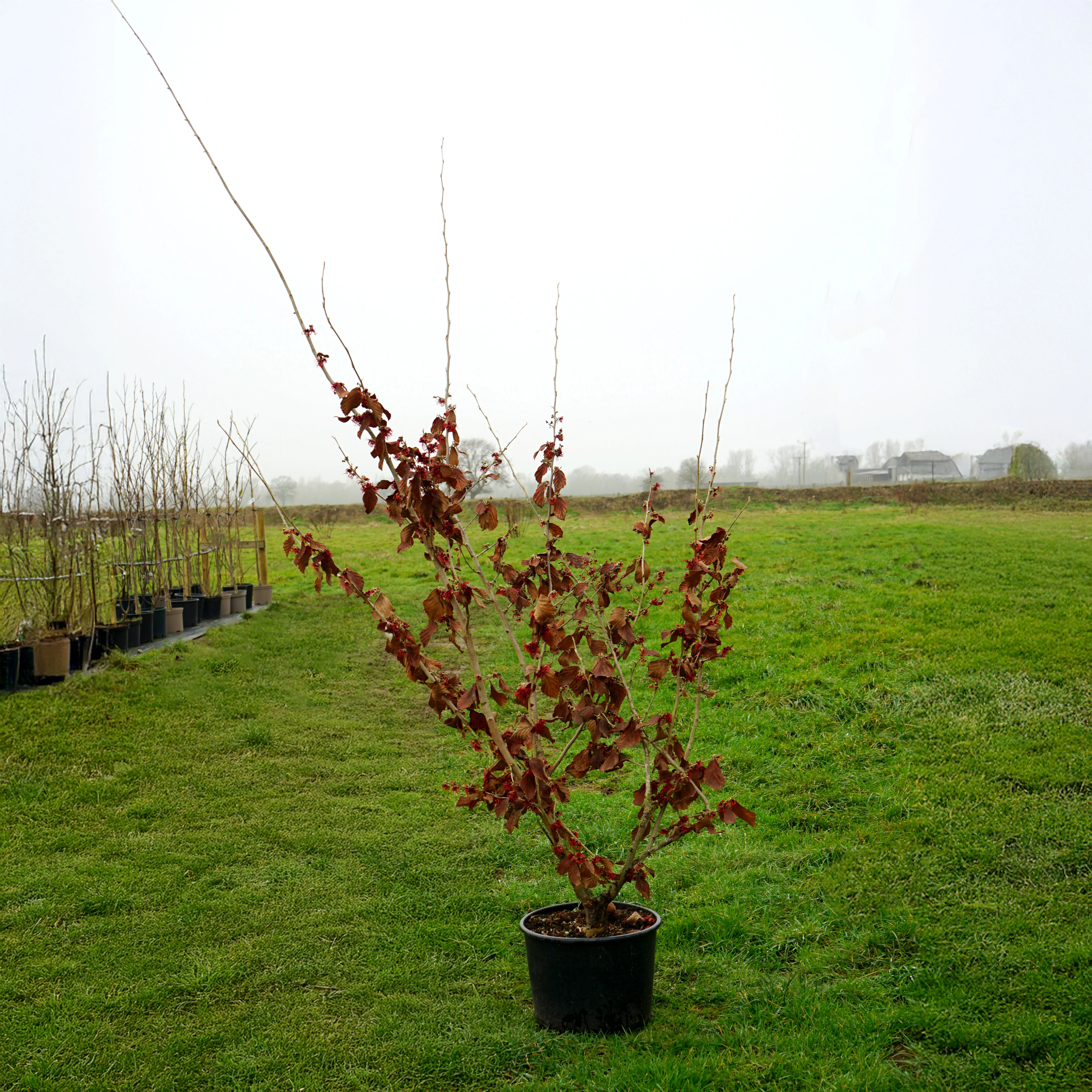 Hamamelis × intermedia 'Rubin' Shrub - Image 4