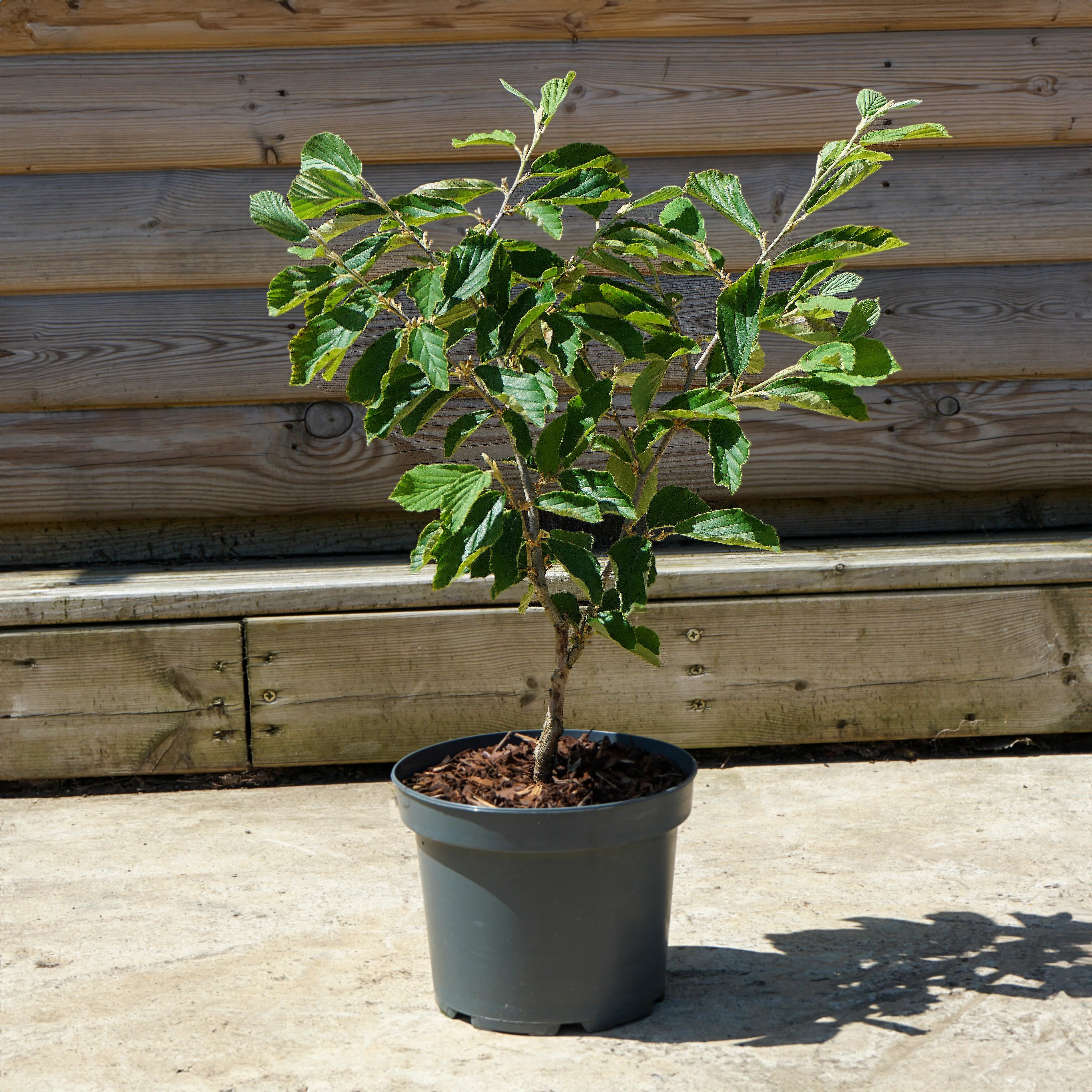 Hamamelis x intermedia 'Arnold Promise' - Image 7