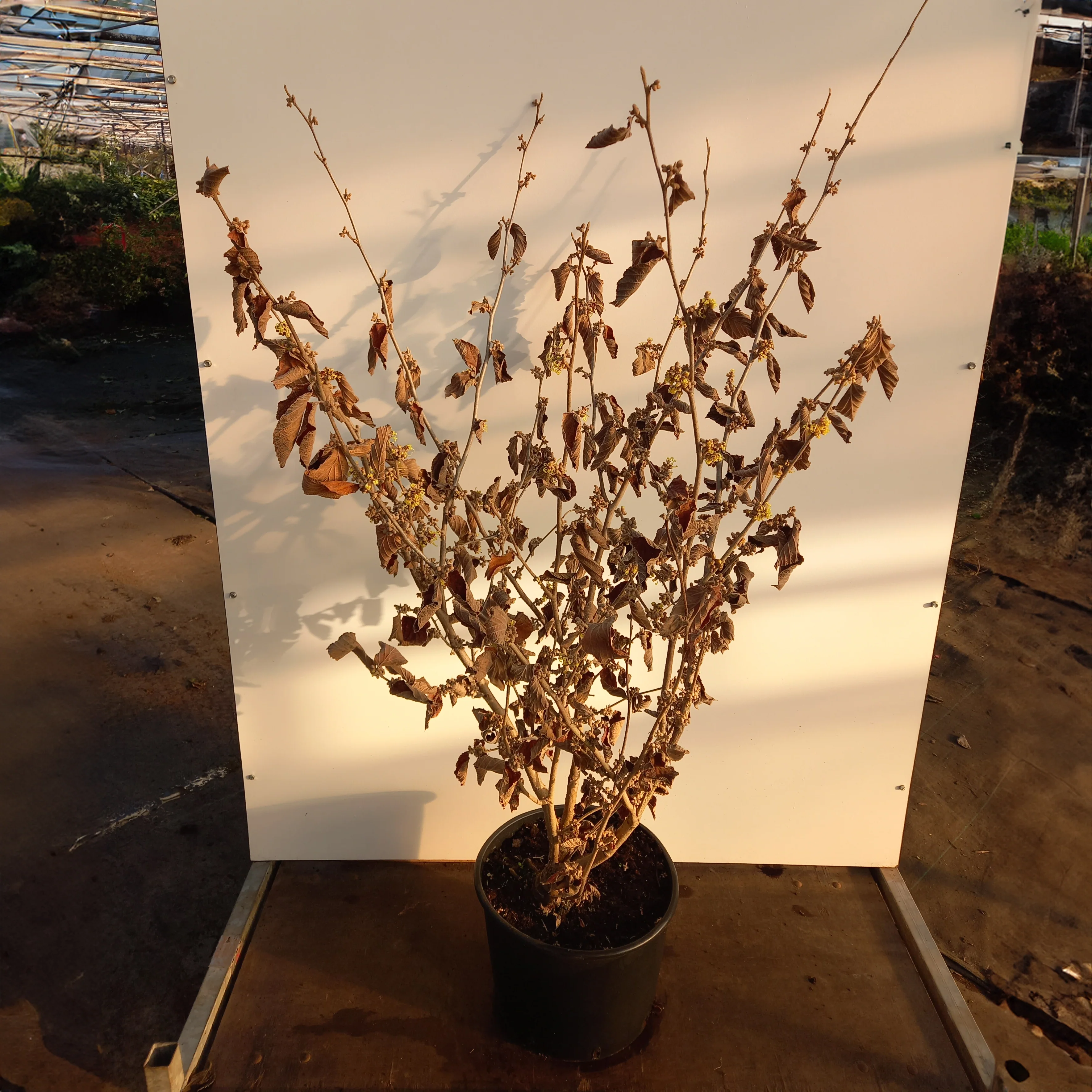 Hamamelis x intermedia 'Pallida' Shrub - Image 4