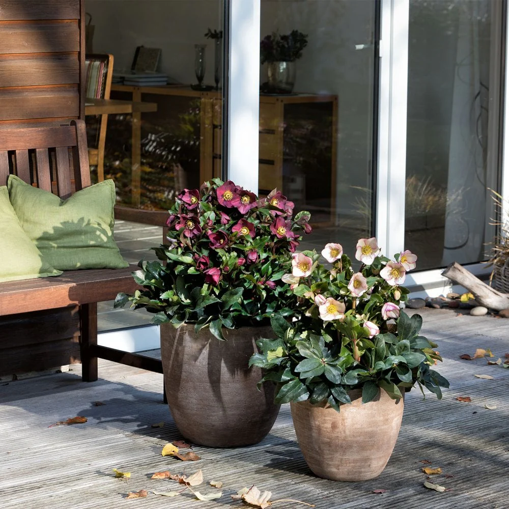Helleborus HGC® Ice N Roses® Picotee - Image 3