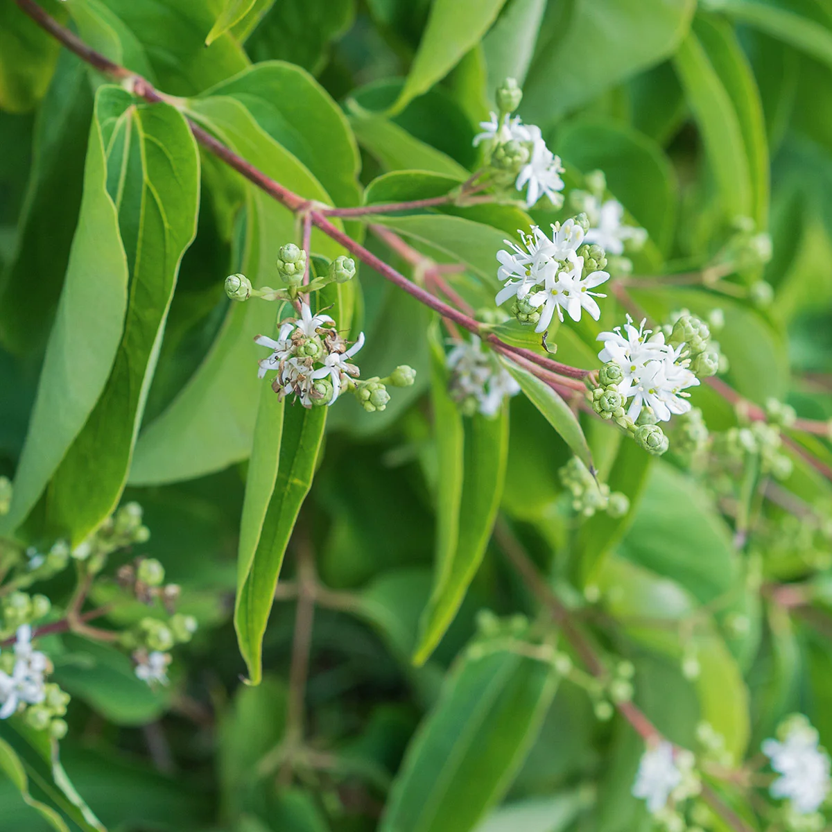 Heptacodium miconioides Tree