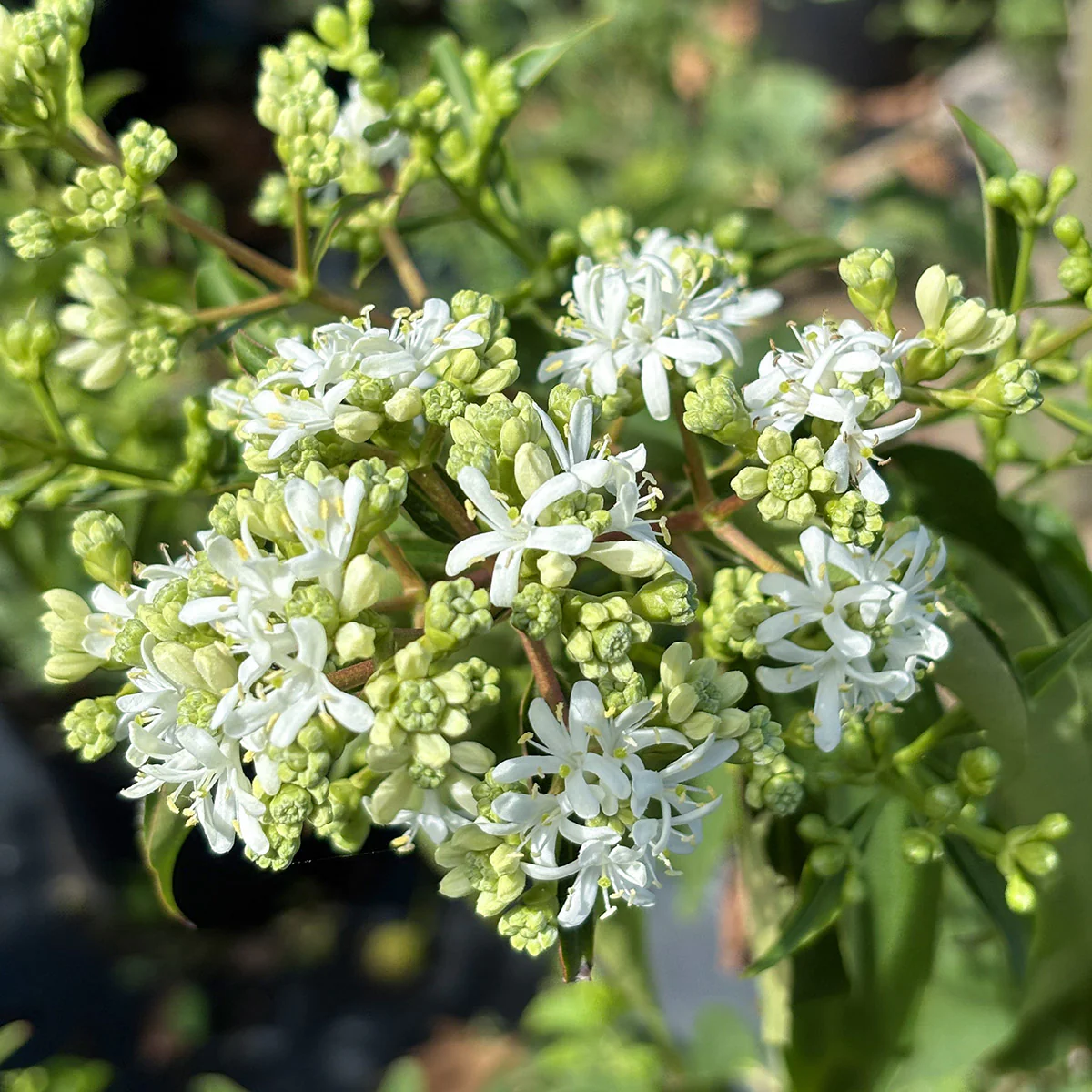 Heptacodium miconioides Tree - Image 2
