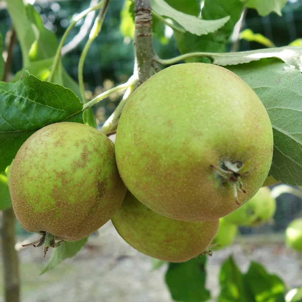 Herefordshire Russet Apple Tree
