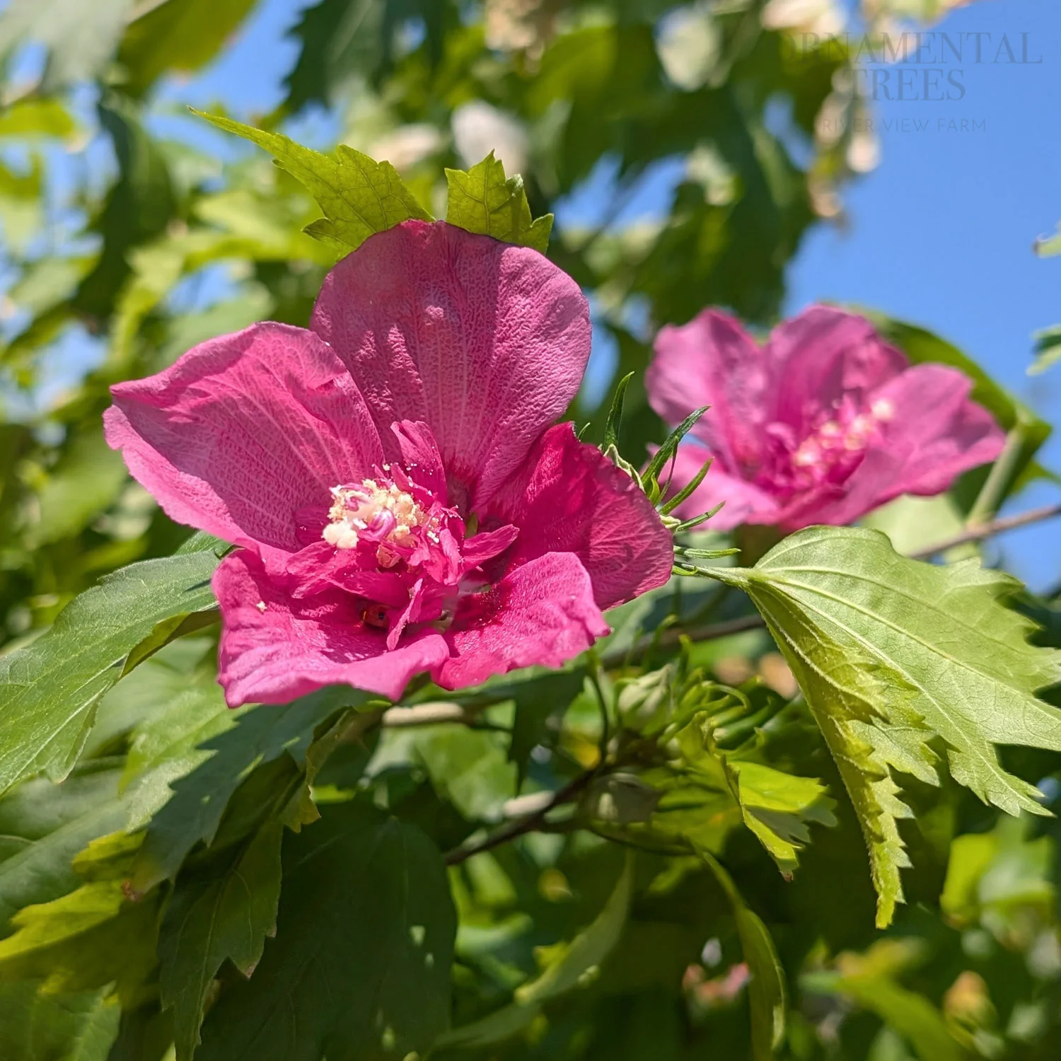 Hibiscus Flower Tower Ruby