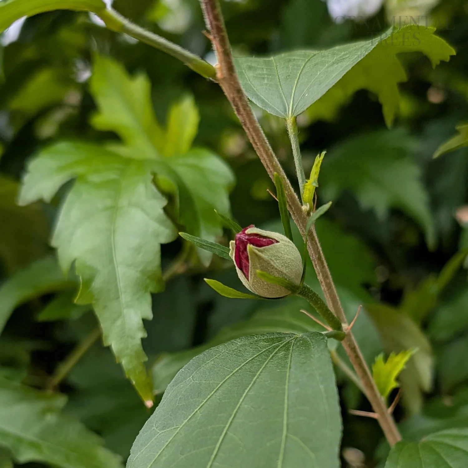 Hibiscus Flower Tower Ruby - Image 2