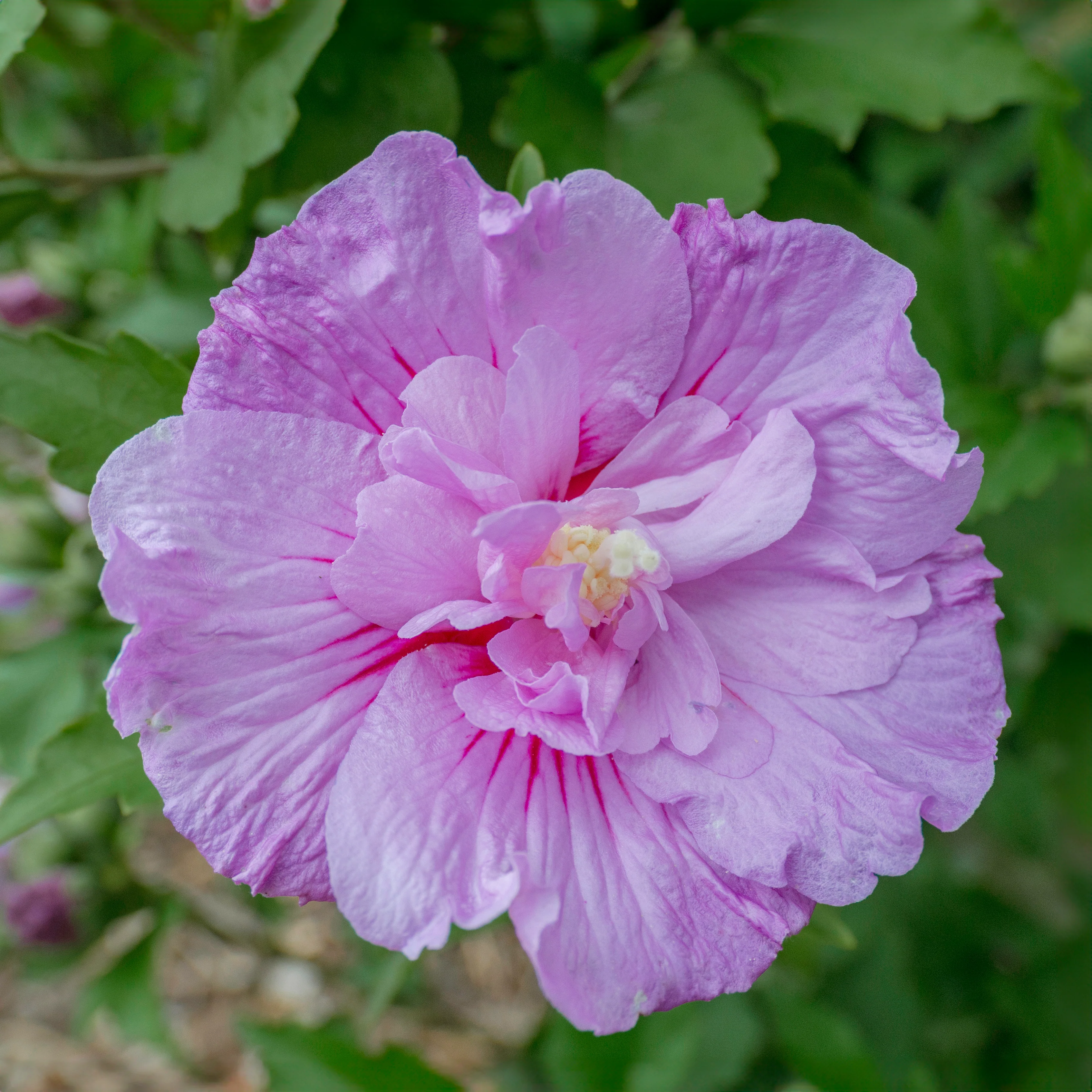 Hibiscus 'Lavender Chiffon' Shrub