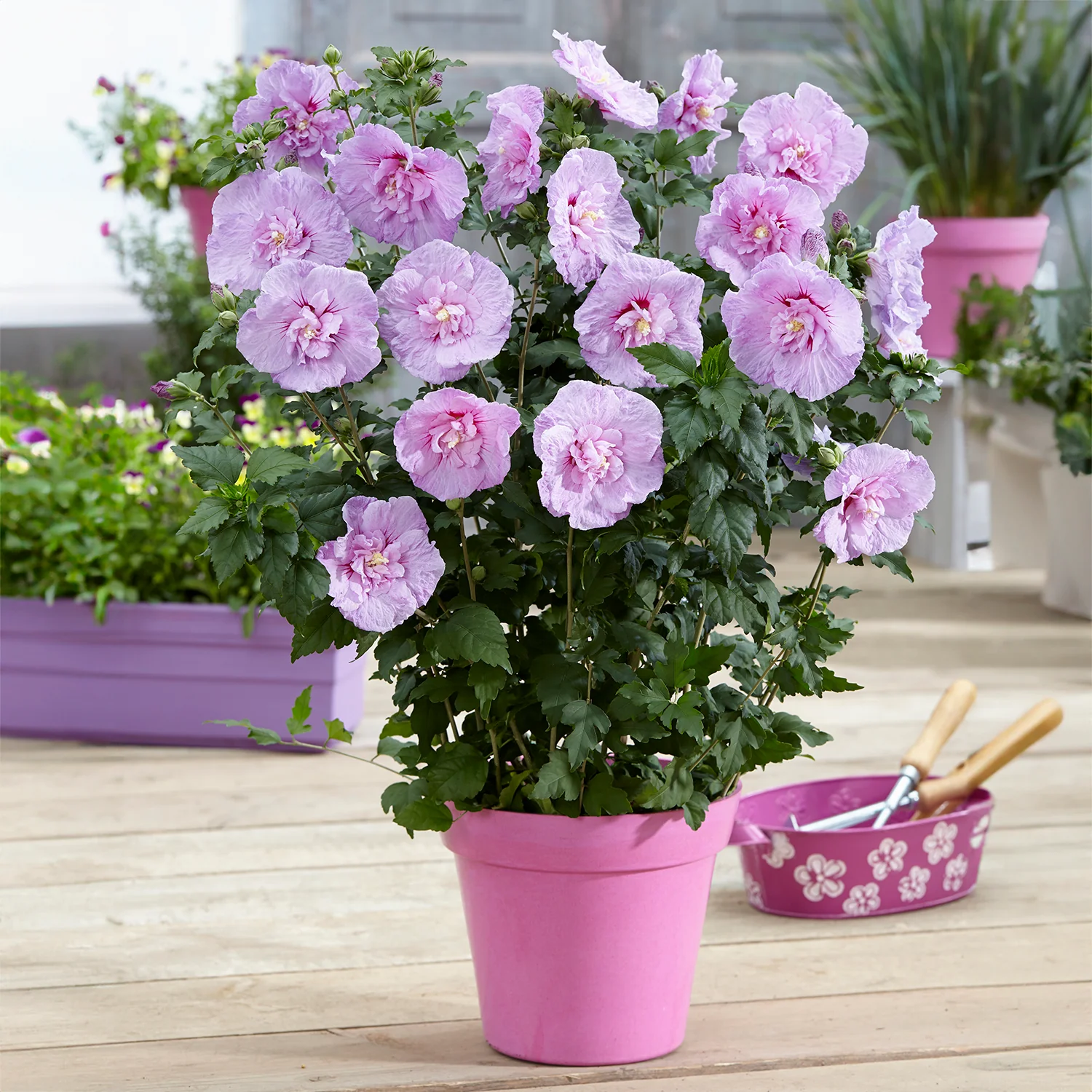 Hibiscus 'Lavender Chiffon' Shrub - Image 2
