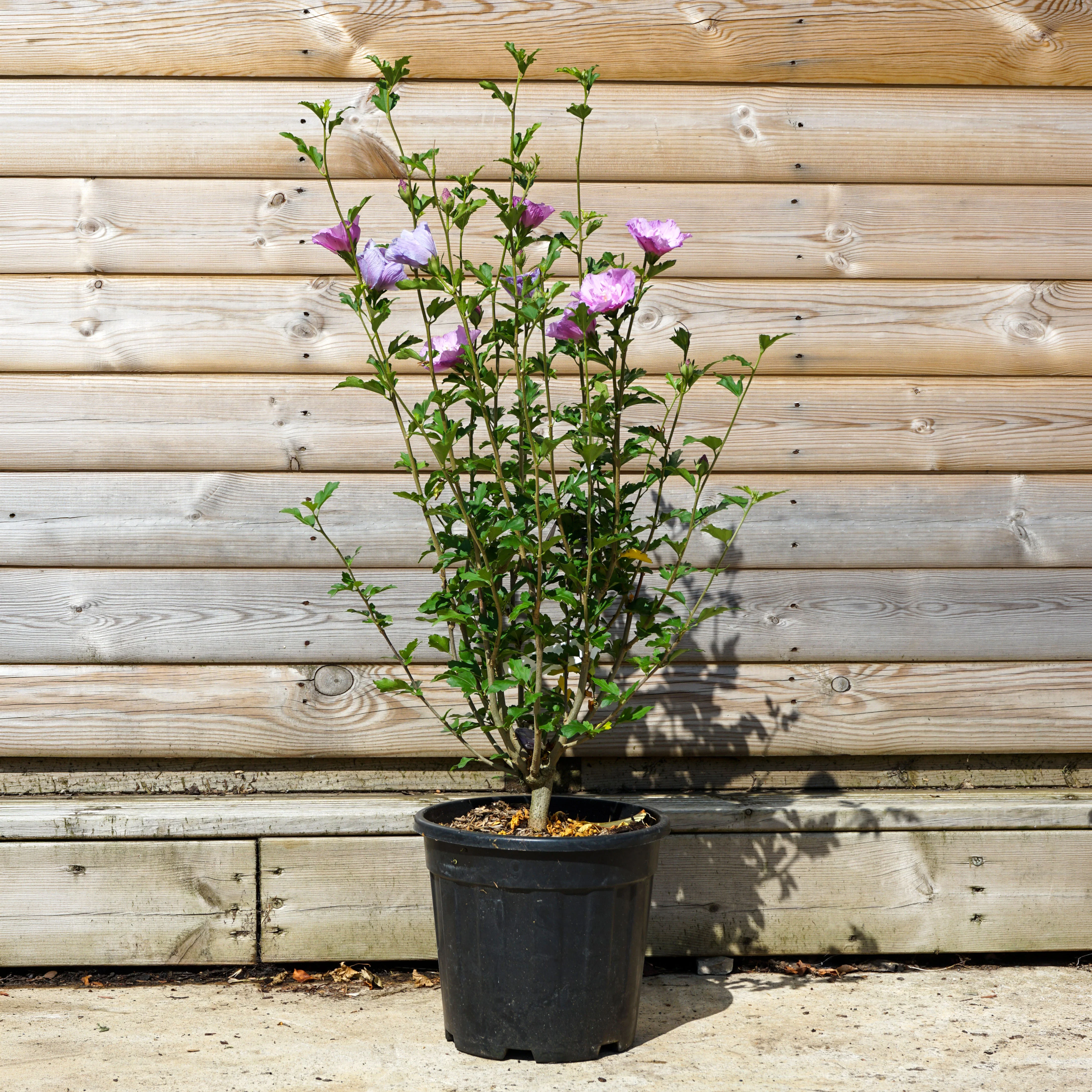 Hibiscus 'Lavender Chiffon' Shrub - Image 3