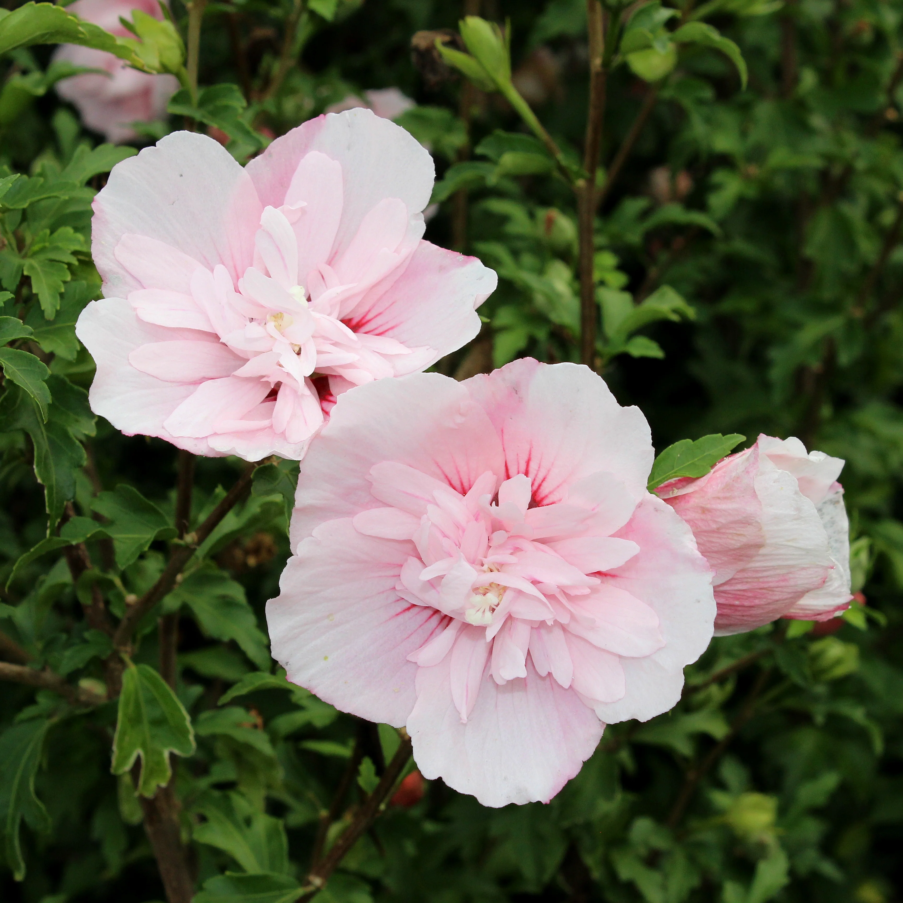 Hibiscus 'Pink Chiffon'