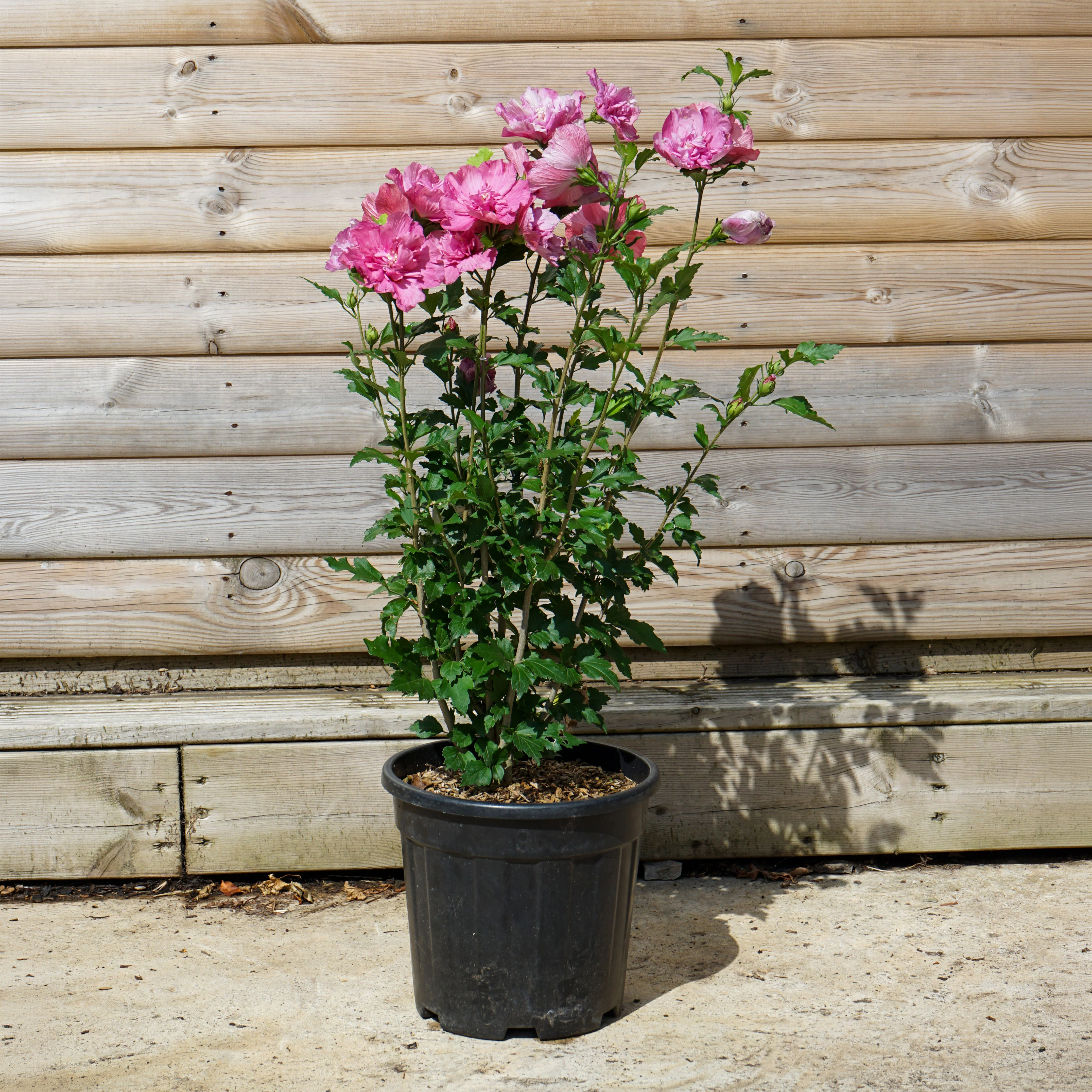 Hibiscus 'Pink Chiffon' - Image 4