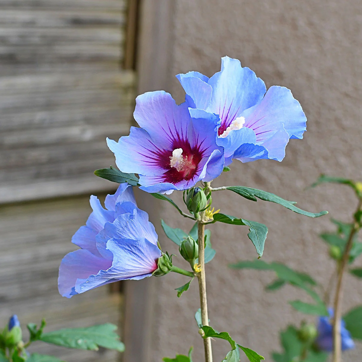 Hibiscus syriacus 'Marina' Shrub