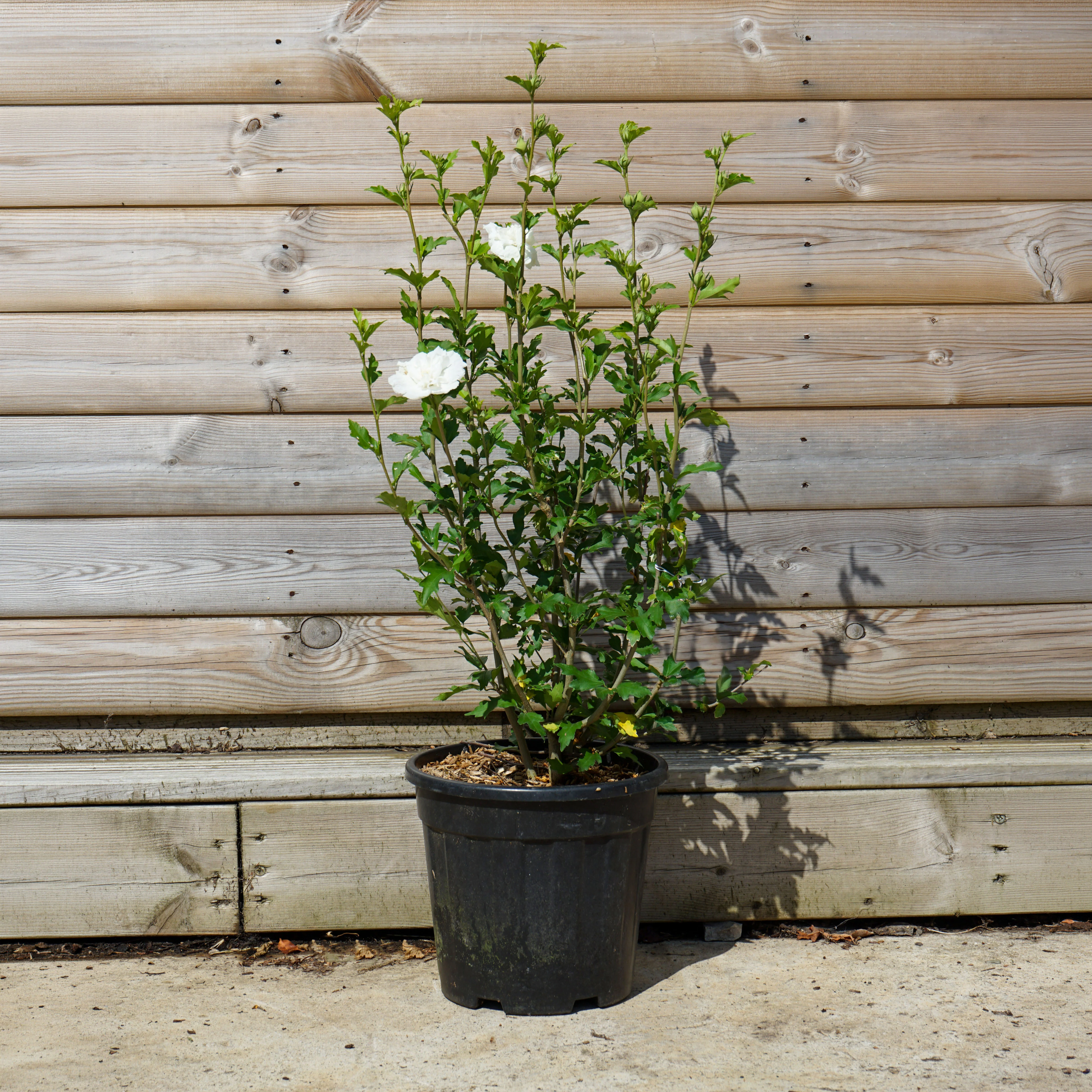 Hibiscus syriacus White Chiffon ® - Image 4
