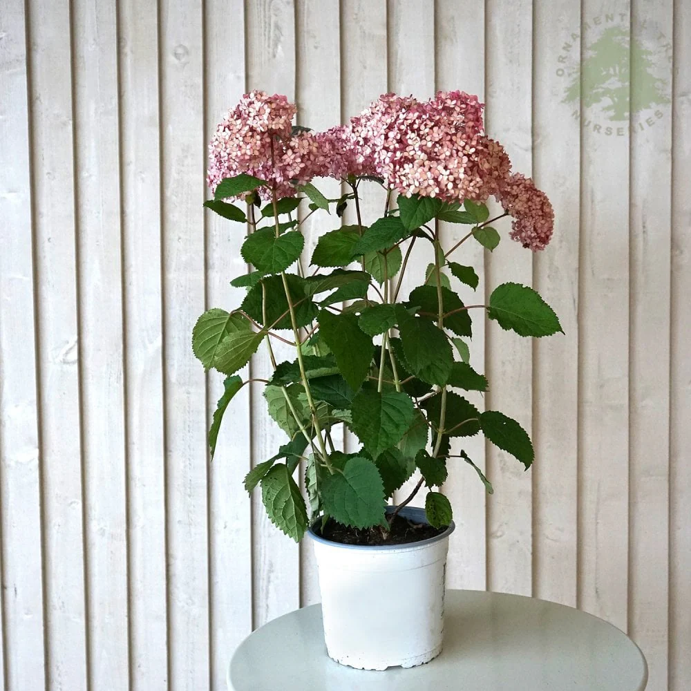 Hydrangea arborescens Pink Annabelle - Image 2