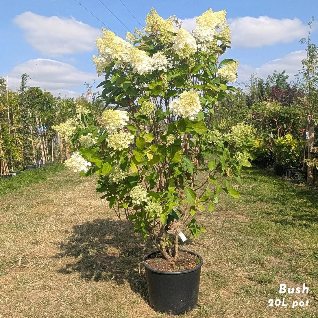 Hydrangea paniculata 'Hercules' ®