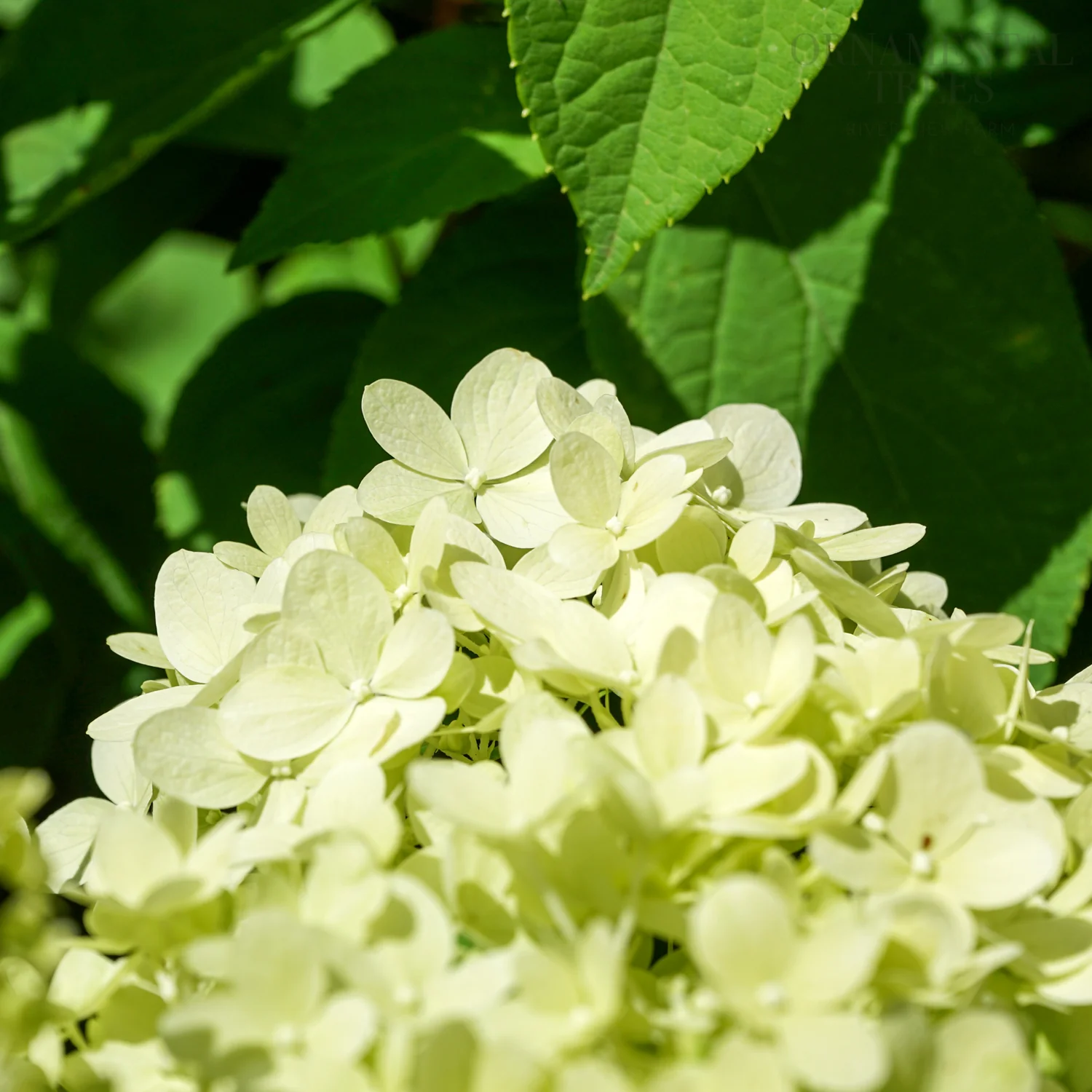 Hydrangea paniculata 'Limelight'