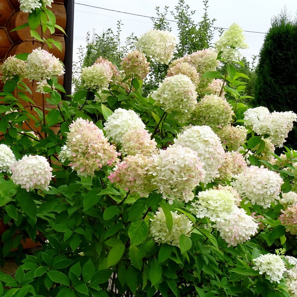 Hydrangea paniculata 'Polar Bear' ®