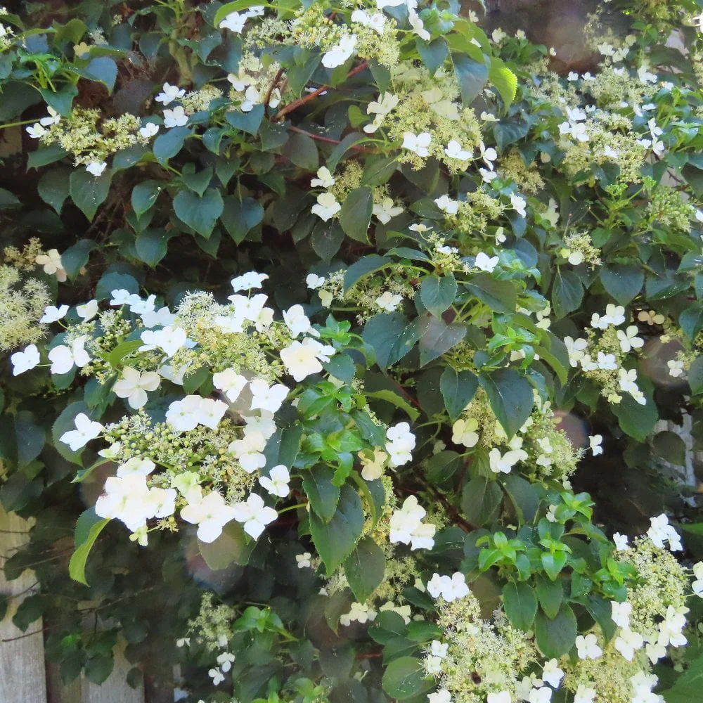 Hydrangea petiolaris - Image 2