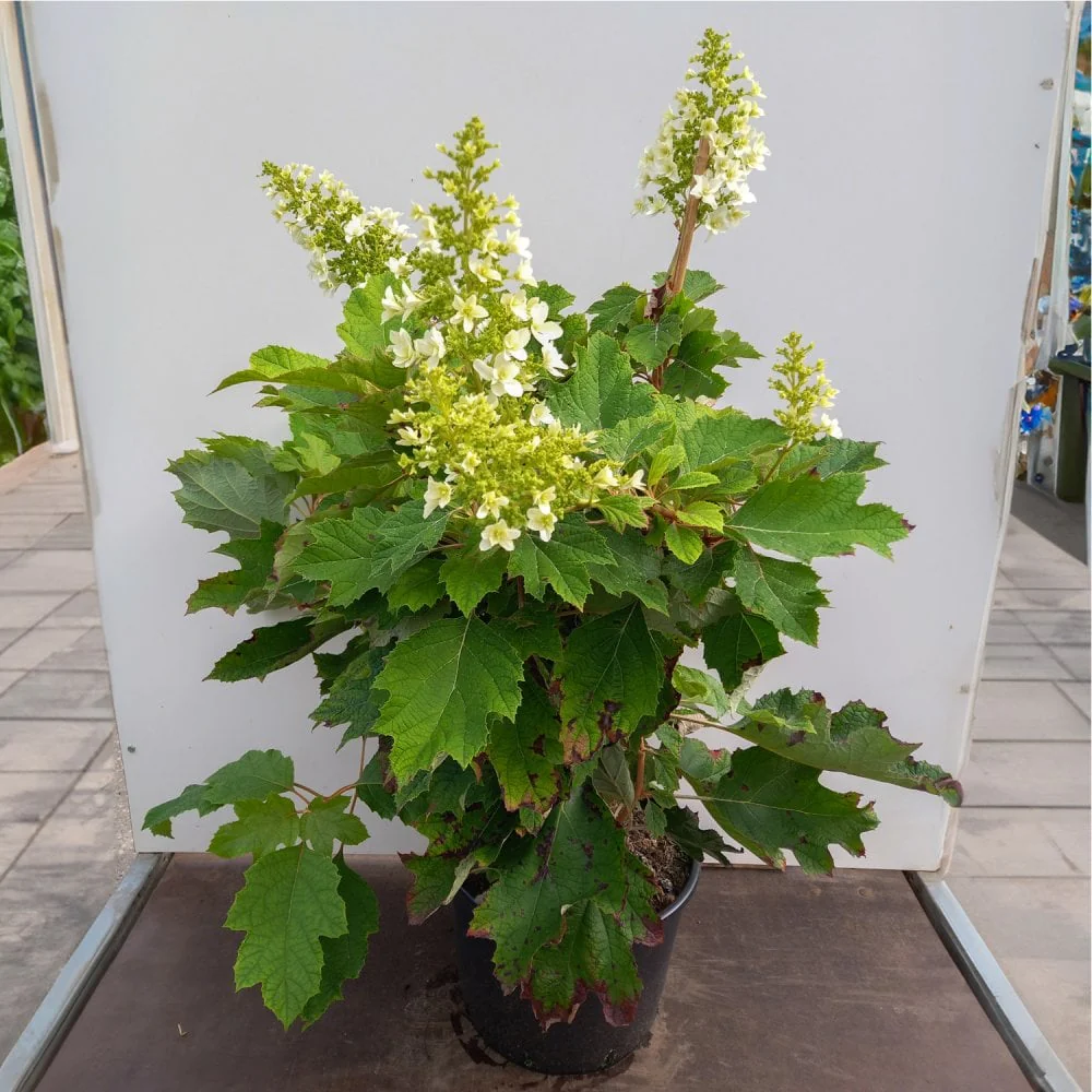Hydrangea quercifolia 'Snowflake' - Image 2