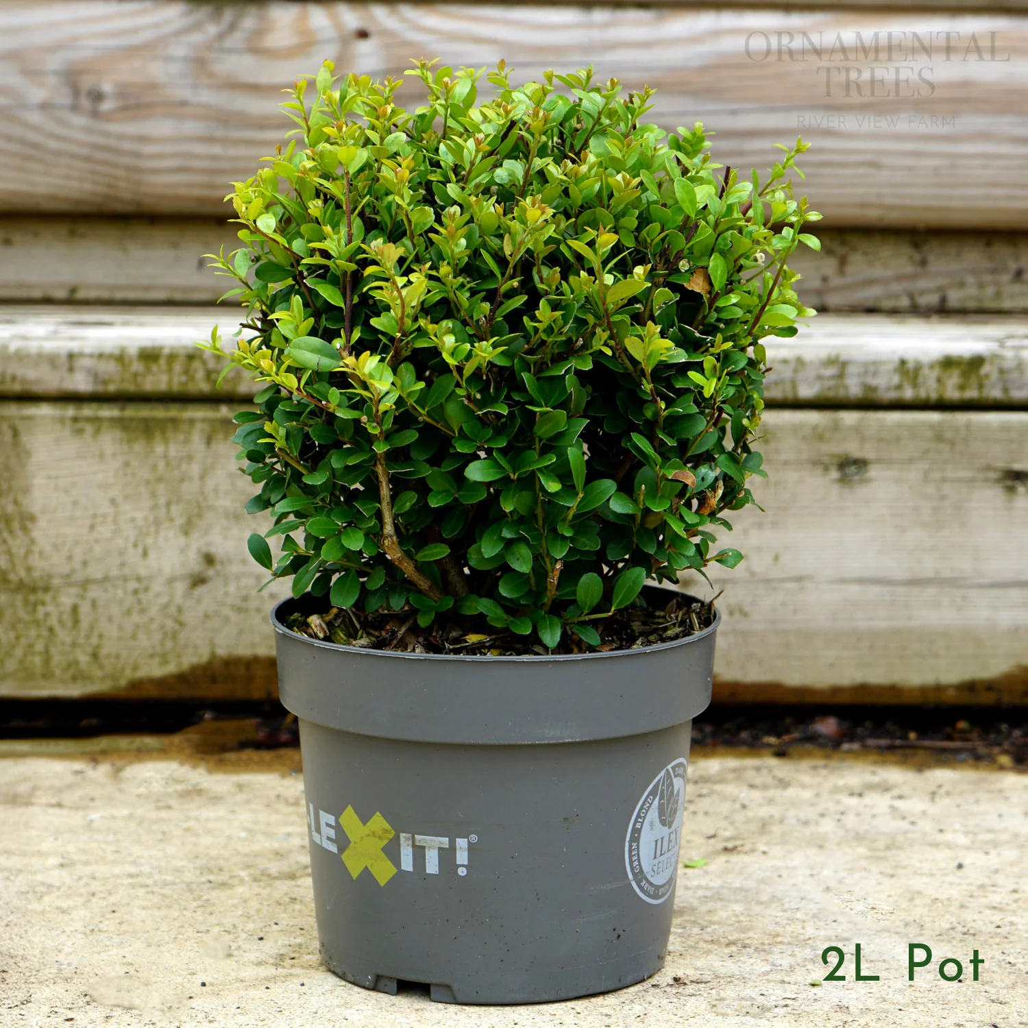 Ilex crenata Dark Green Topiary Ball - Image 3