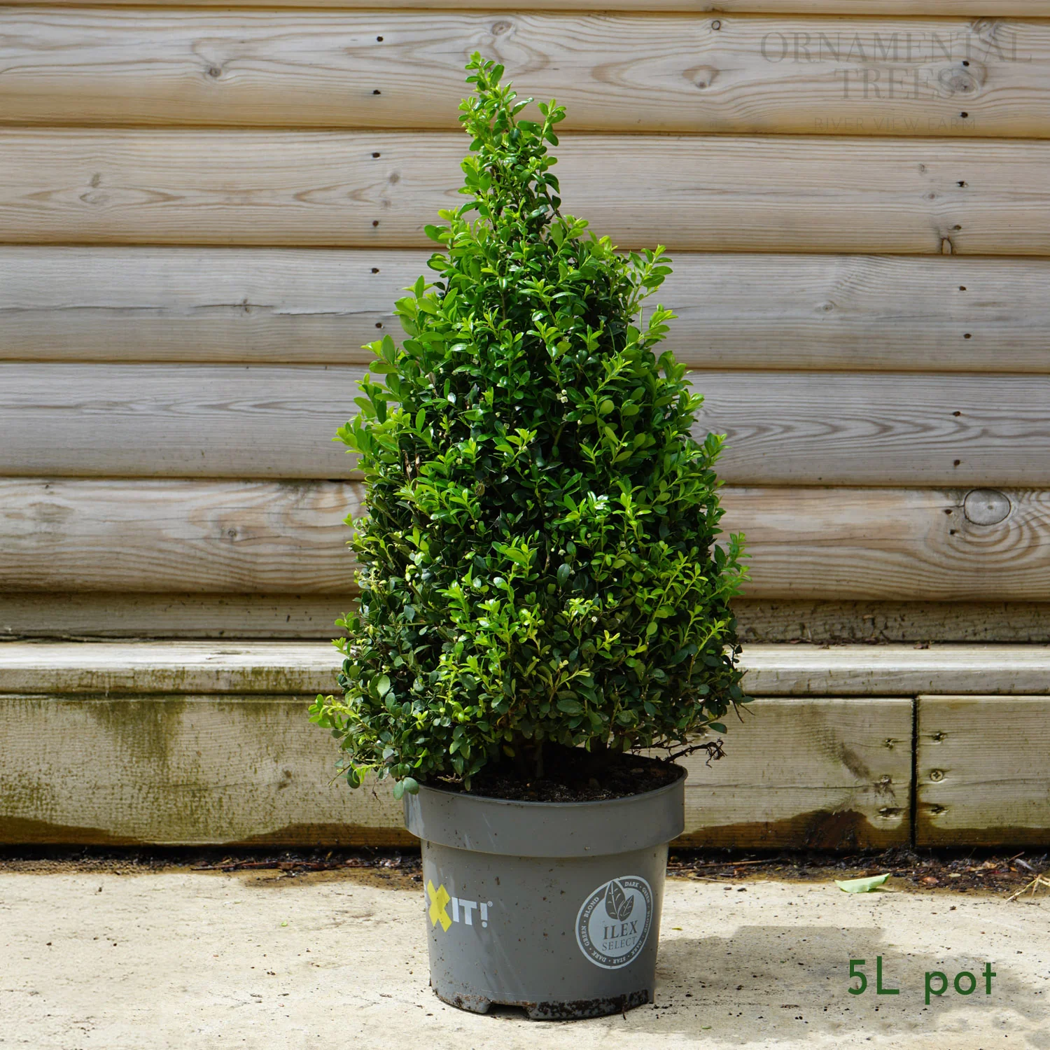 Ilex crenata Dark Green Topiary Pyramid - Image 3