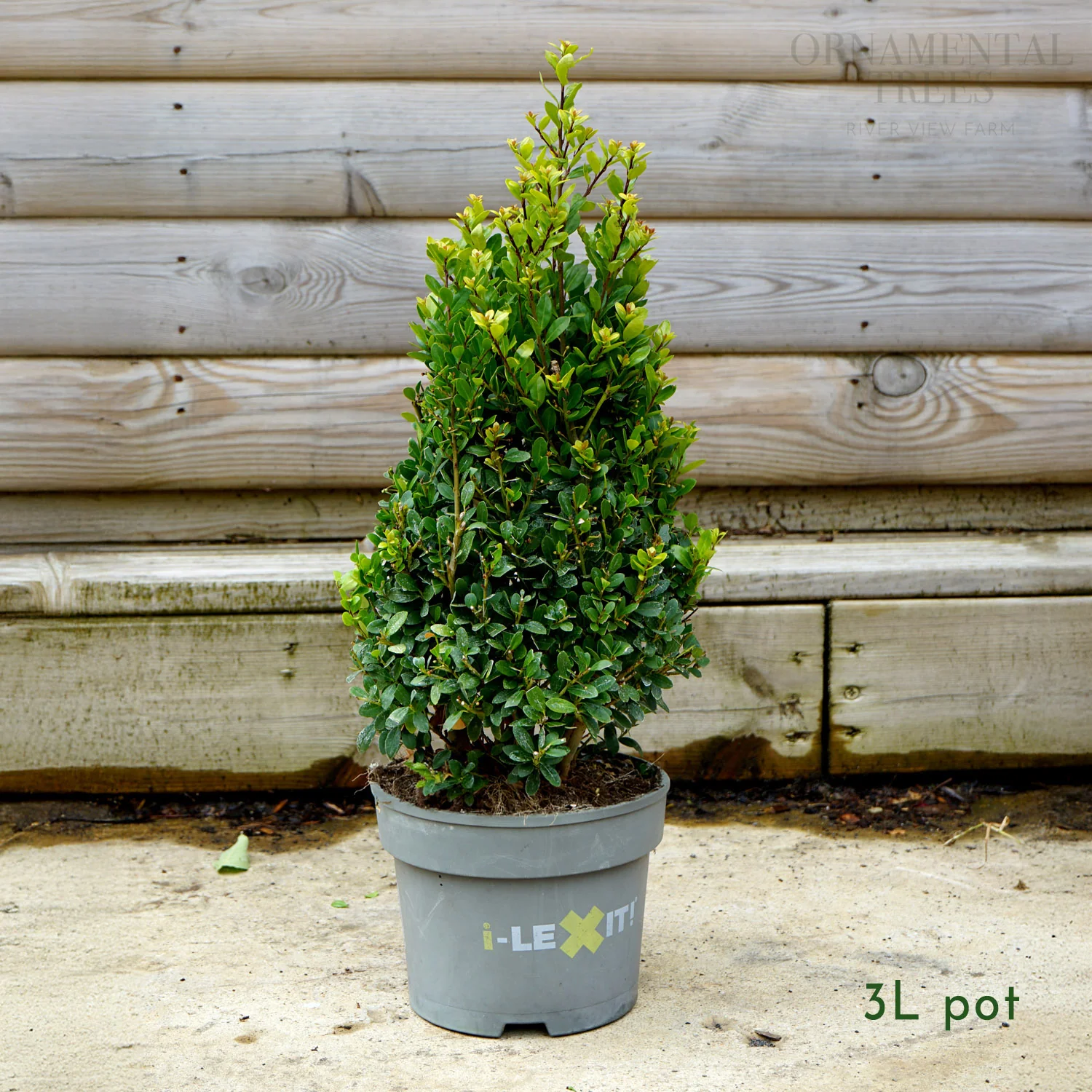 Ilex crenata Dark Green Topiary Pyramid - Image 4