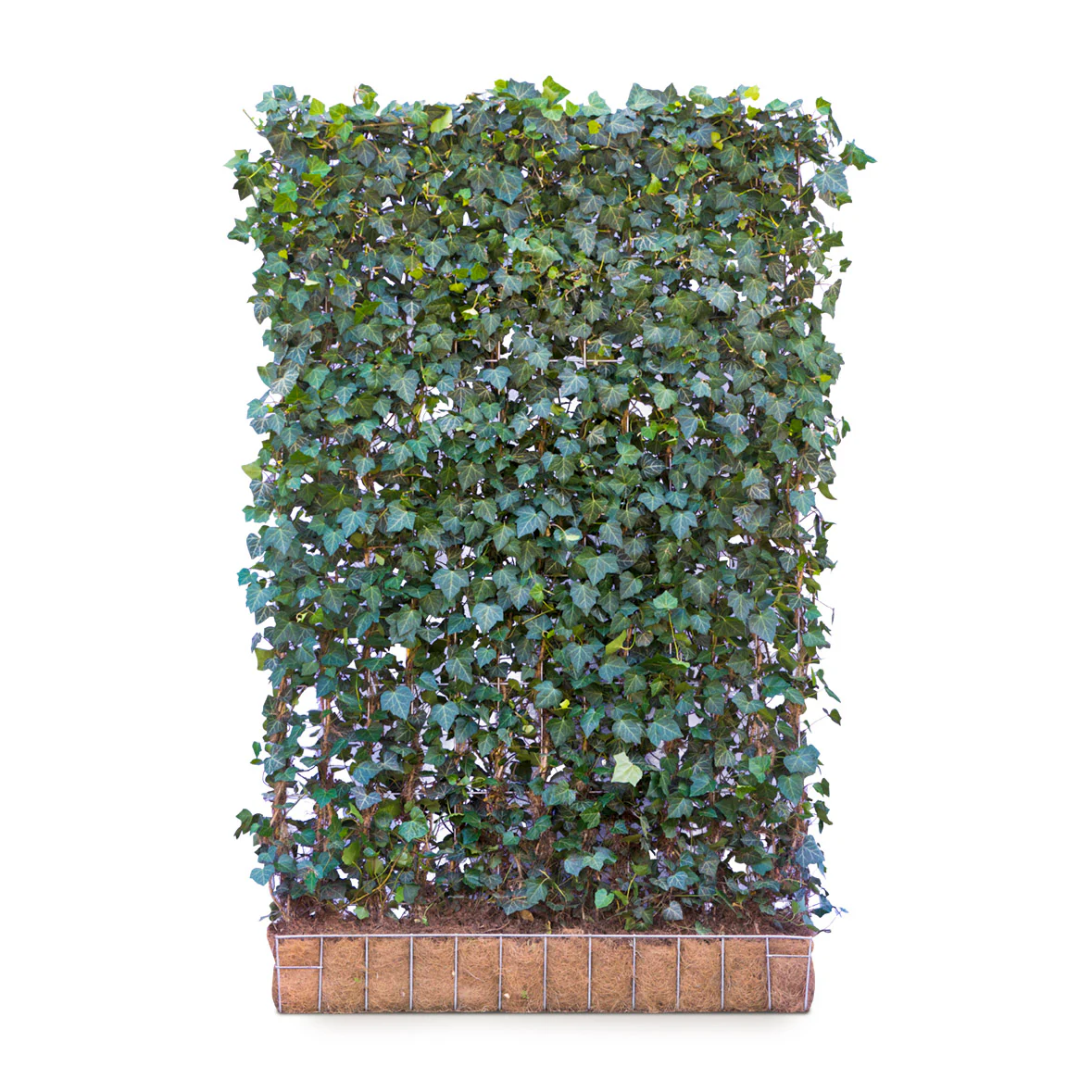 Native Ivy Garden Screening - Image 2