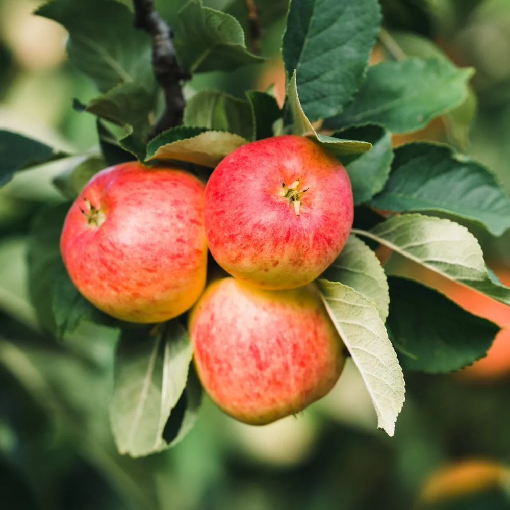 James Grieve Apple Tree
