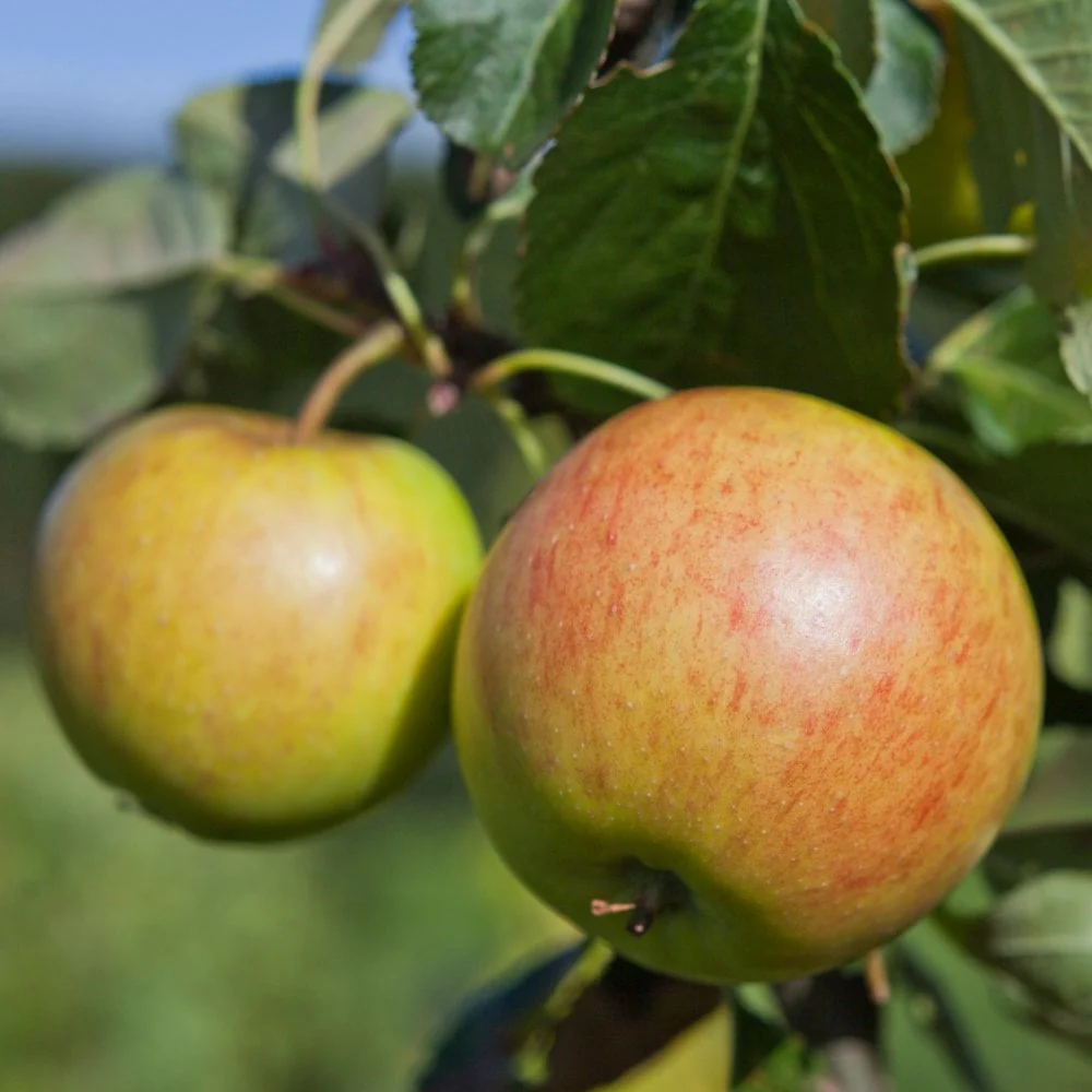 James Grieve Apple Tree - Image 2