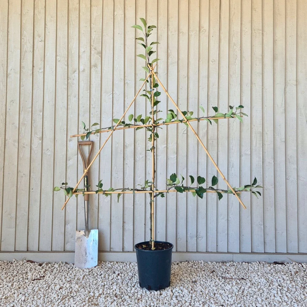 James Grieve Apple Tree - Image 6