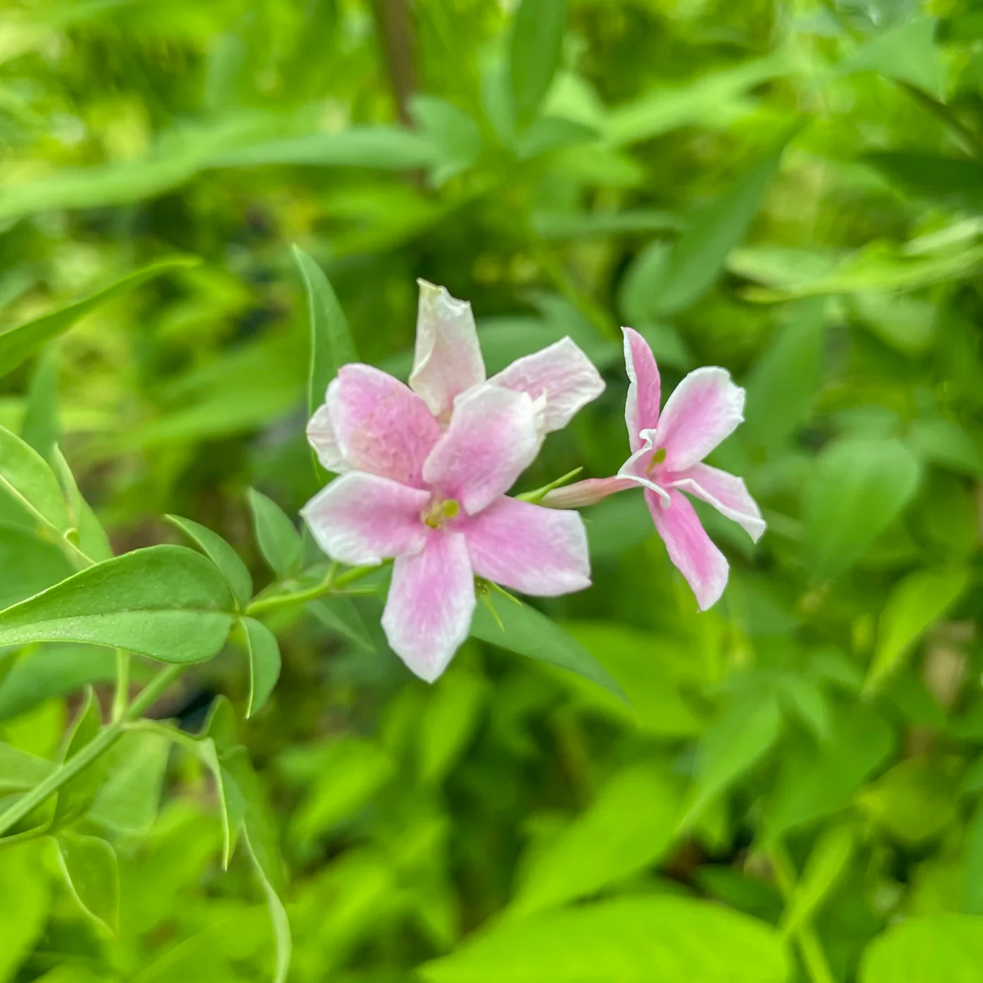 Jasminum x stephanense 'Starry Starry Summer Scent' - Image 2