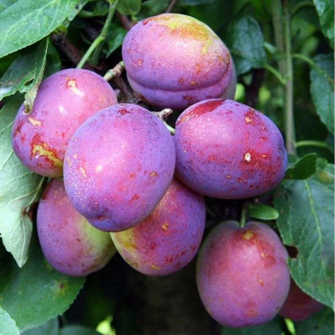 Jubilee Plum Tree
