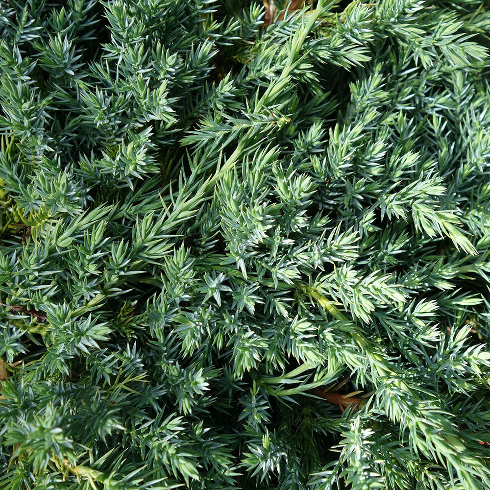 Juniperus squamata 'Blue Carpet' Tree