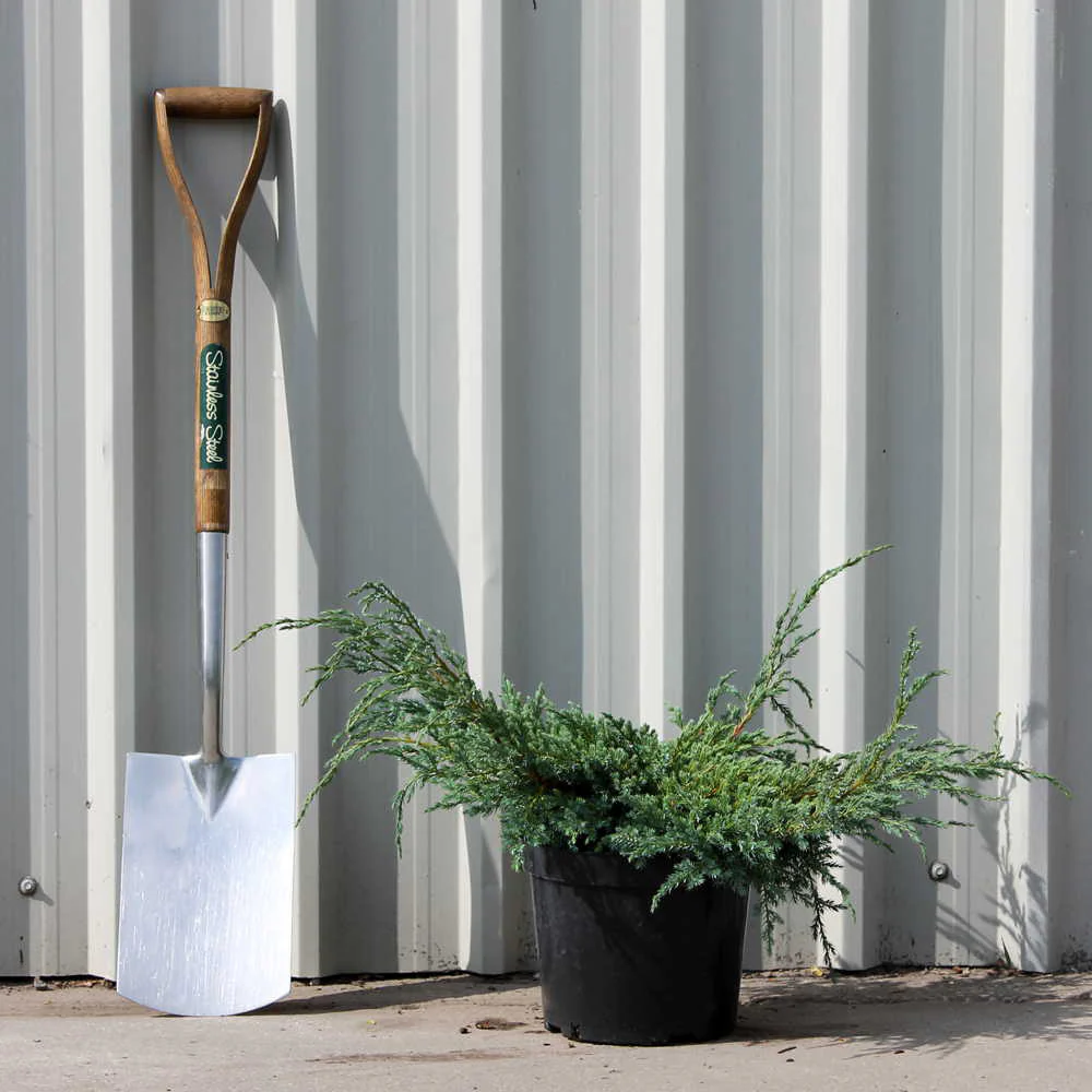 Juniperus squamata 'Blue Carpet' Tree - Image 2