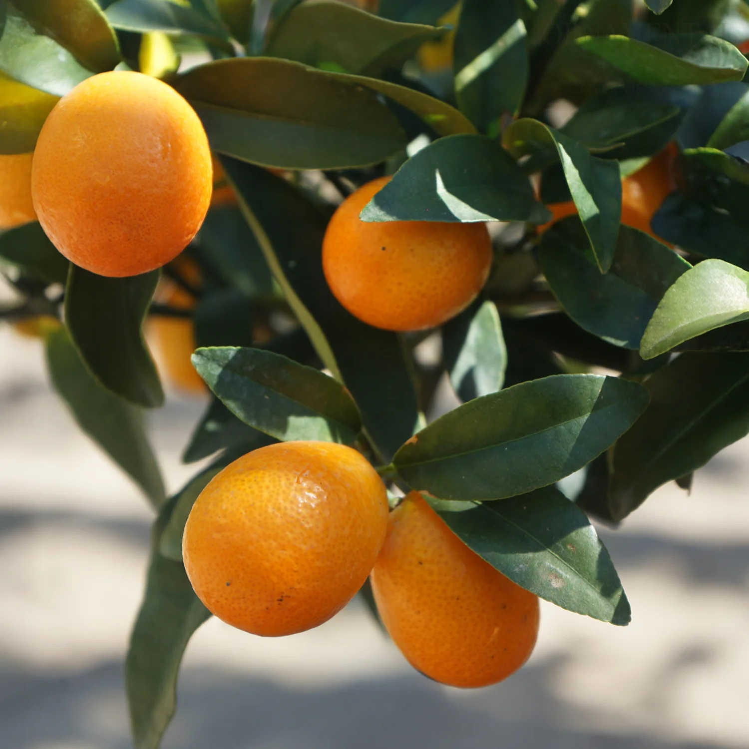 Kumquat Tree