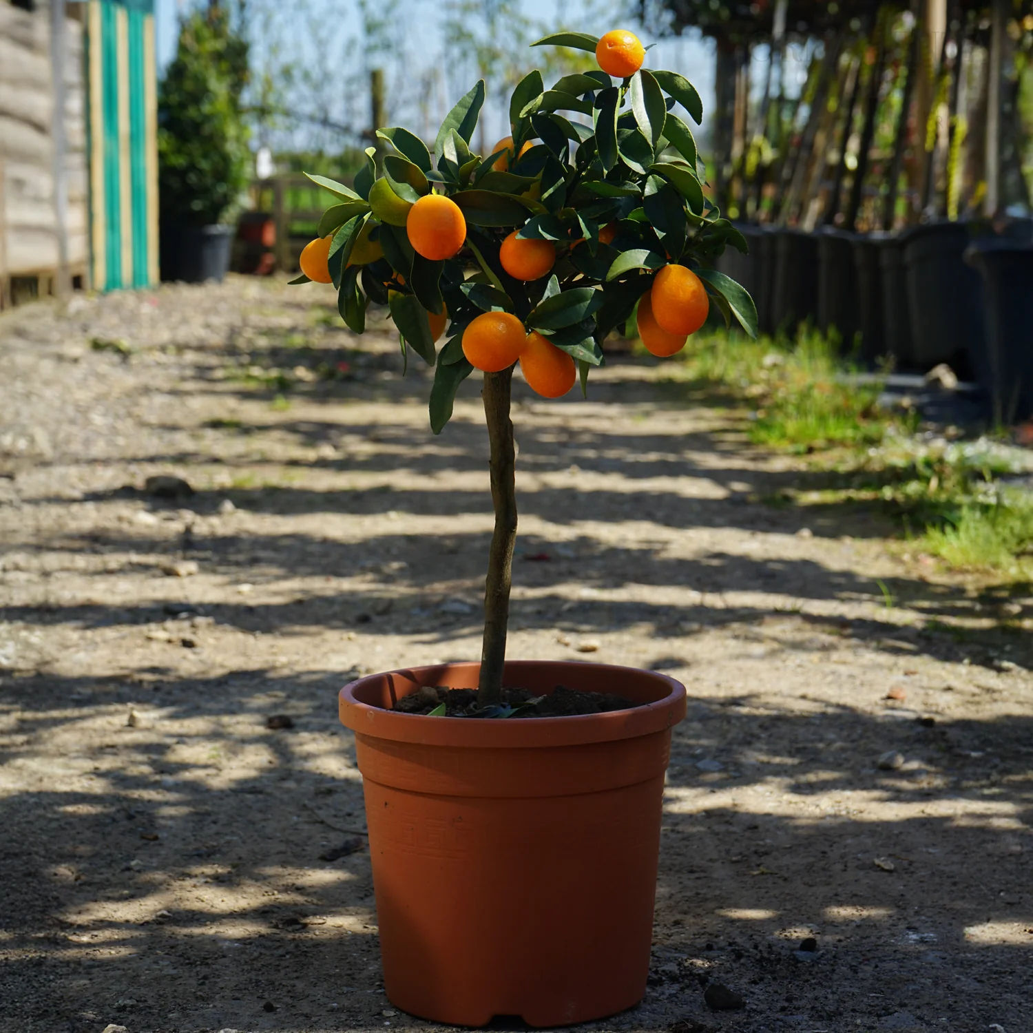 Kumquat Tree - Image 2