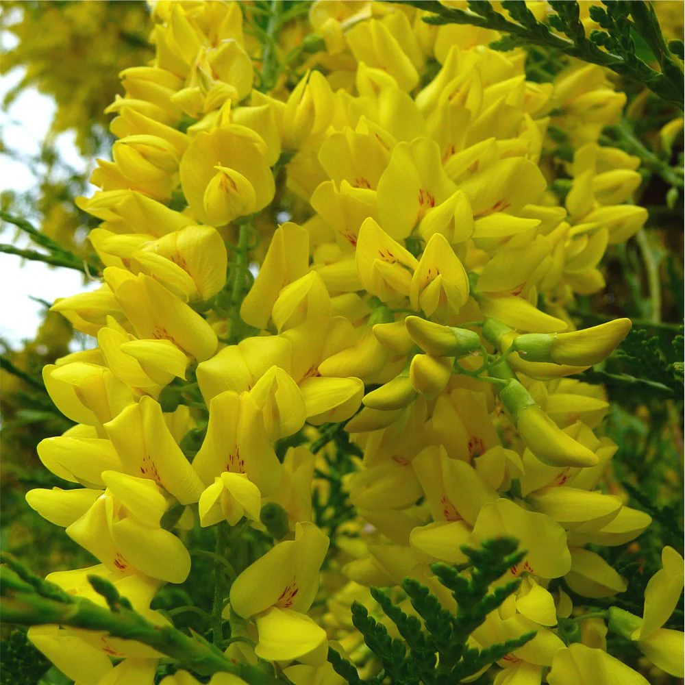 Laburnum alpinum 'Pendulum' Tree - Image 2