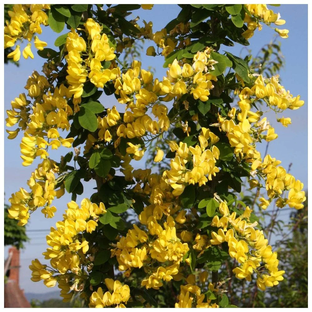Laburnum x anagyroides 'Yellow Rocket' Tree