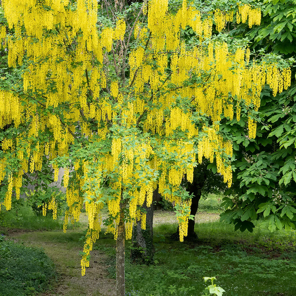 Laburnum x watereri 'Vossii' Tree - Image 2