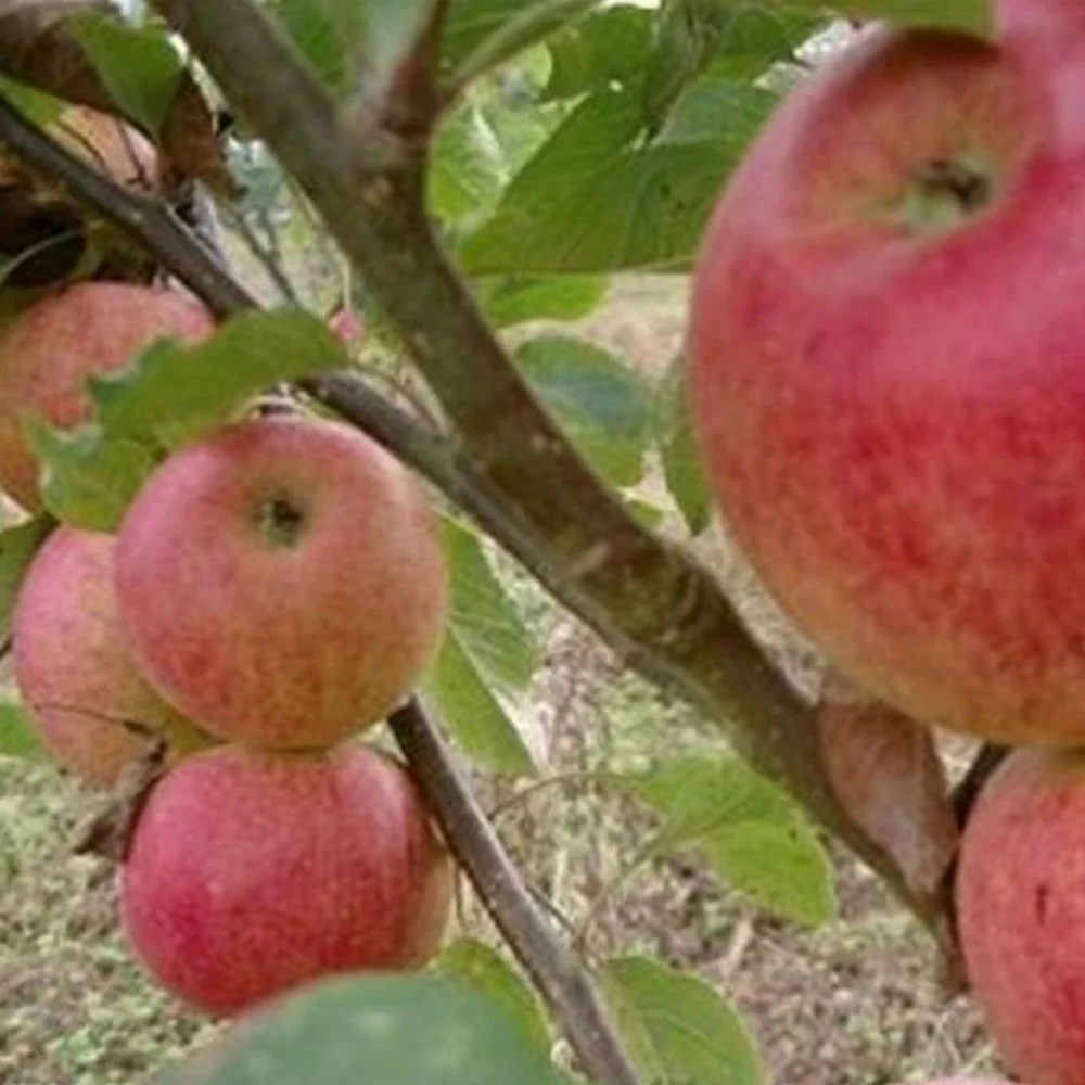 Laxton's Superb Apple Tree - Image 3