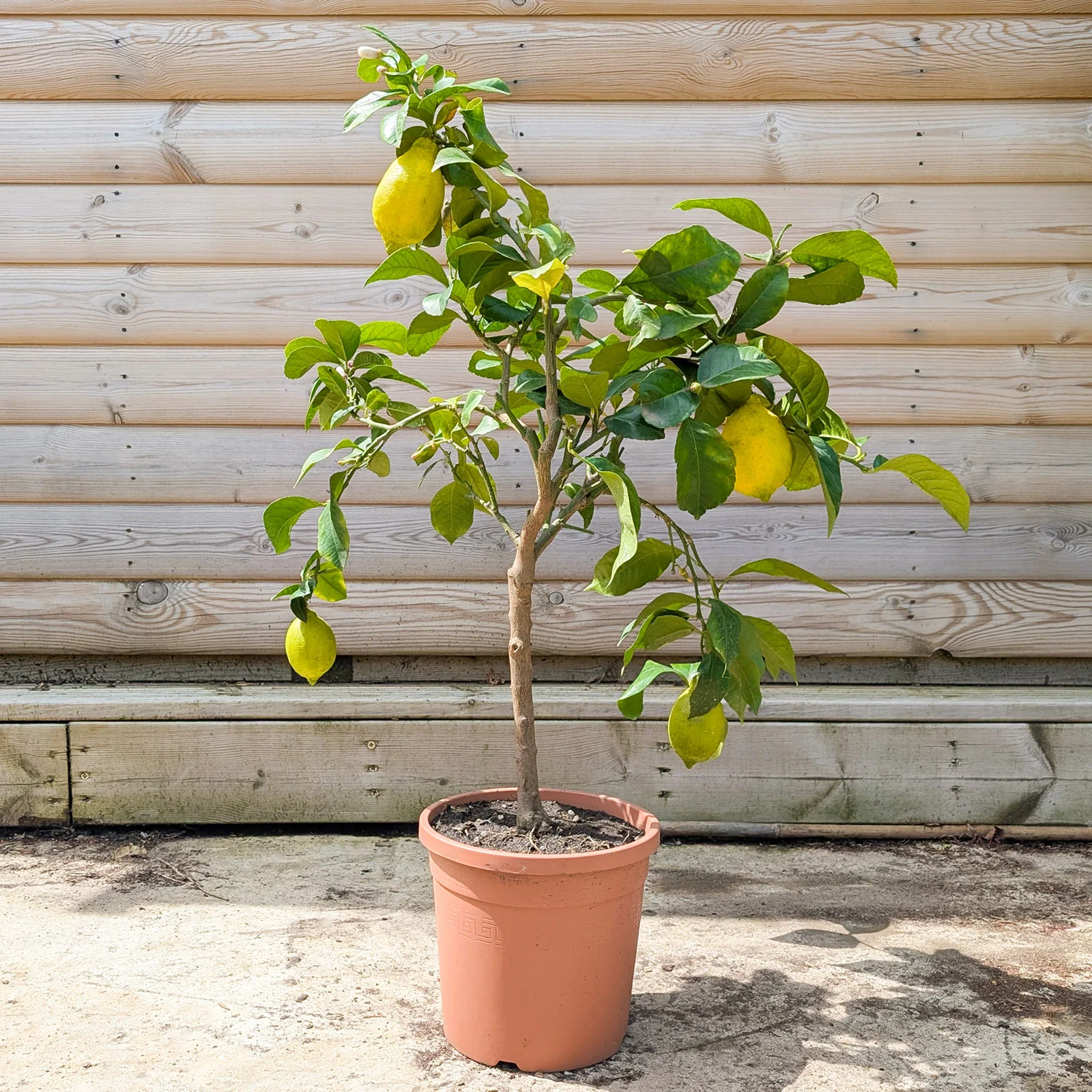 Lemon Tree