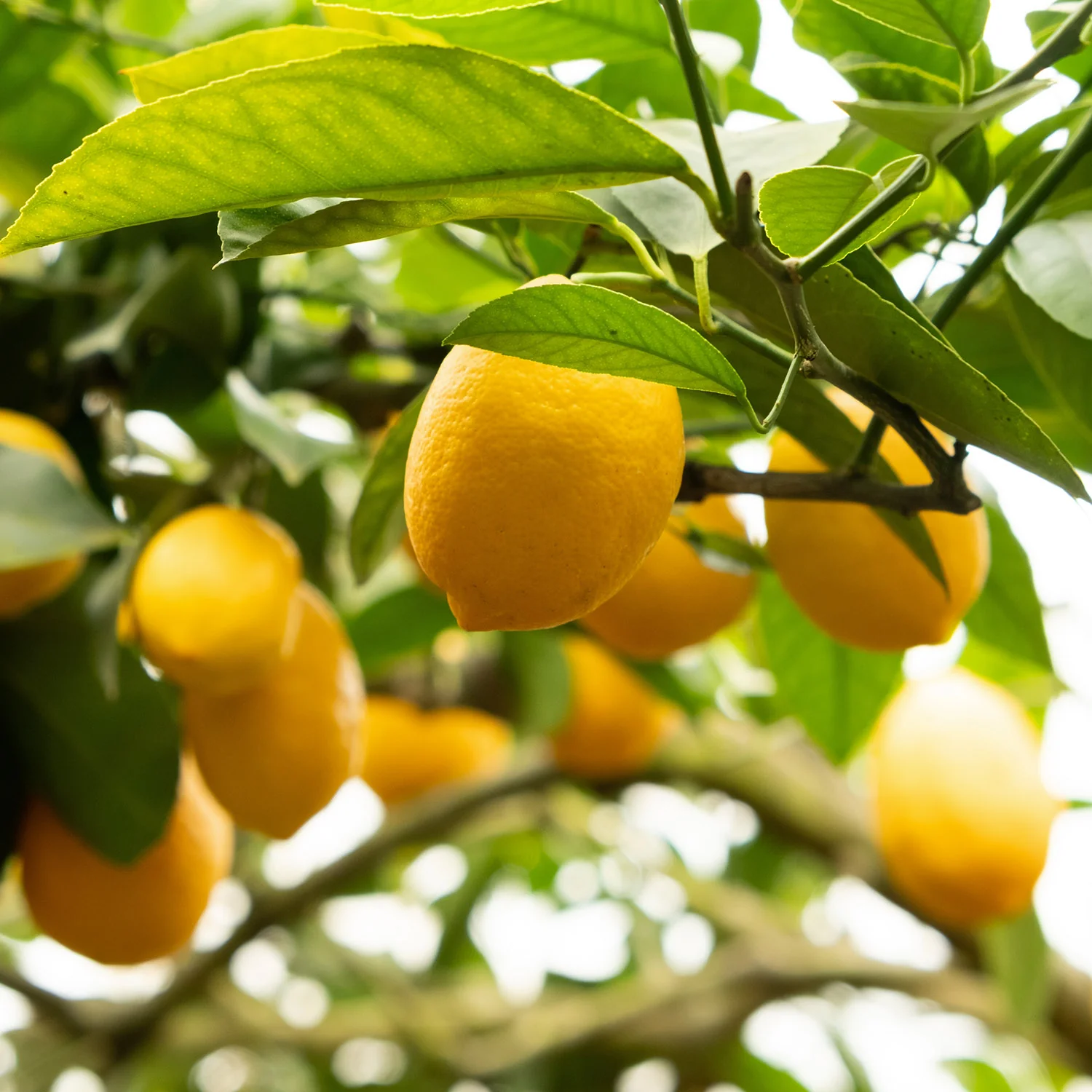 Lemon Tree - Image 2