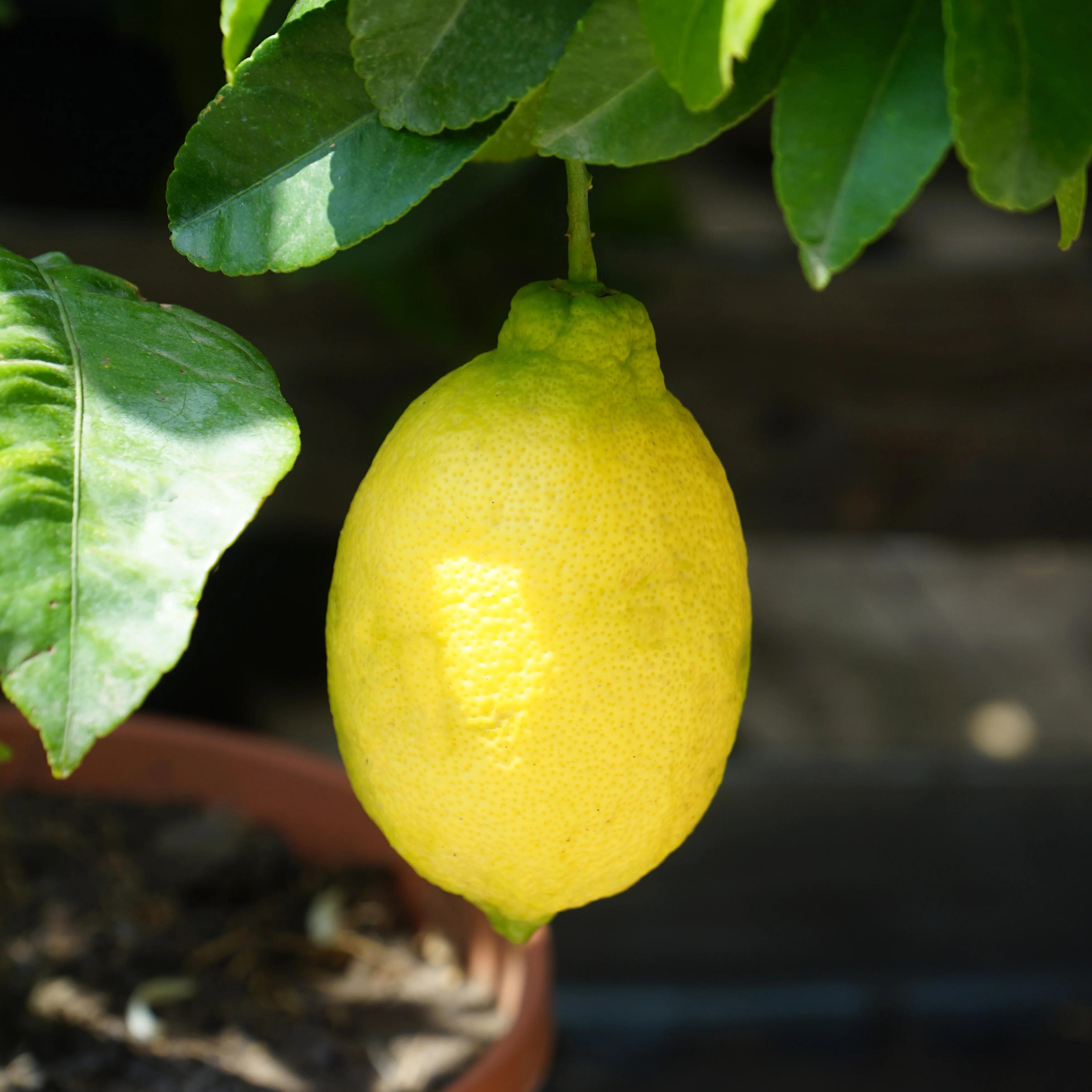 Lemon Tree - Image 3