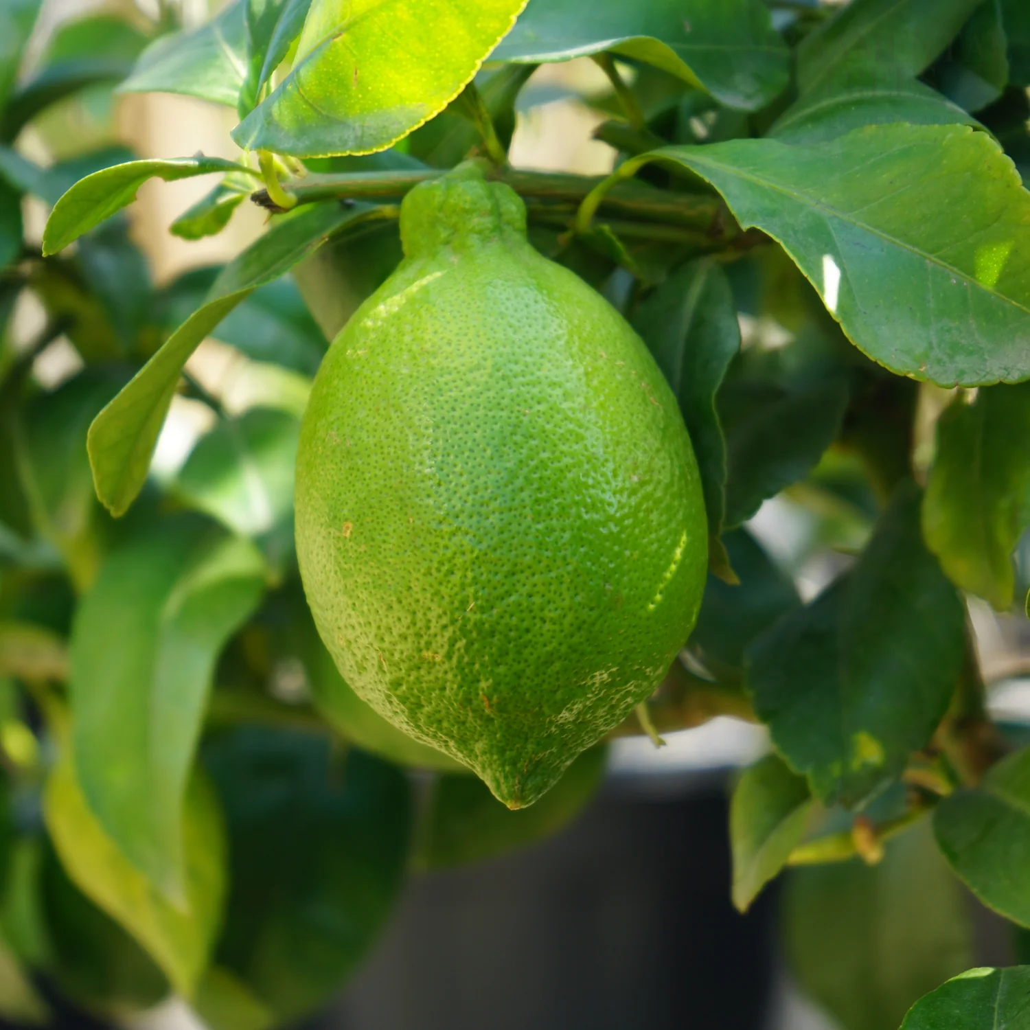 Lemon Tree - Image 4