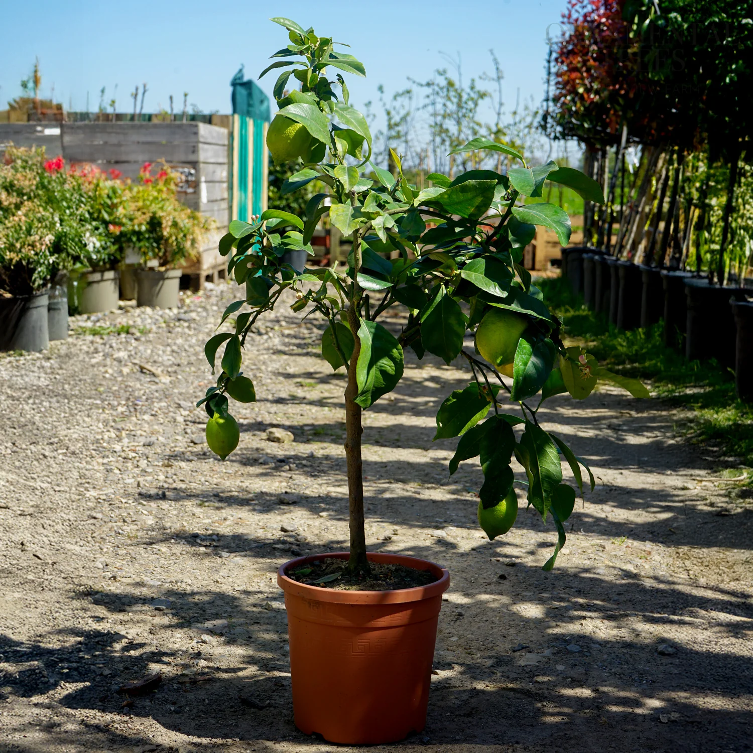 Lemon Tree - Image 5