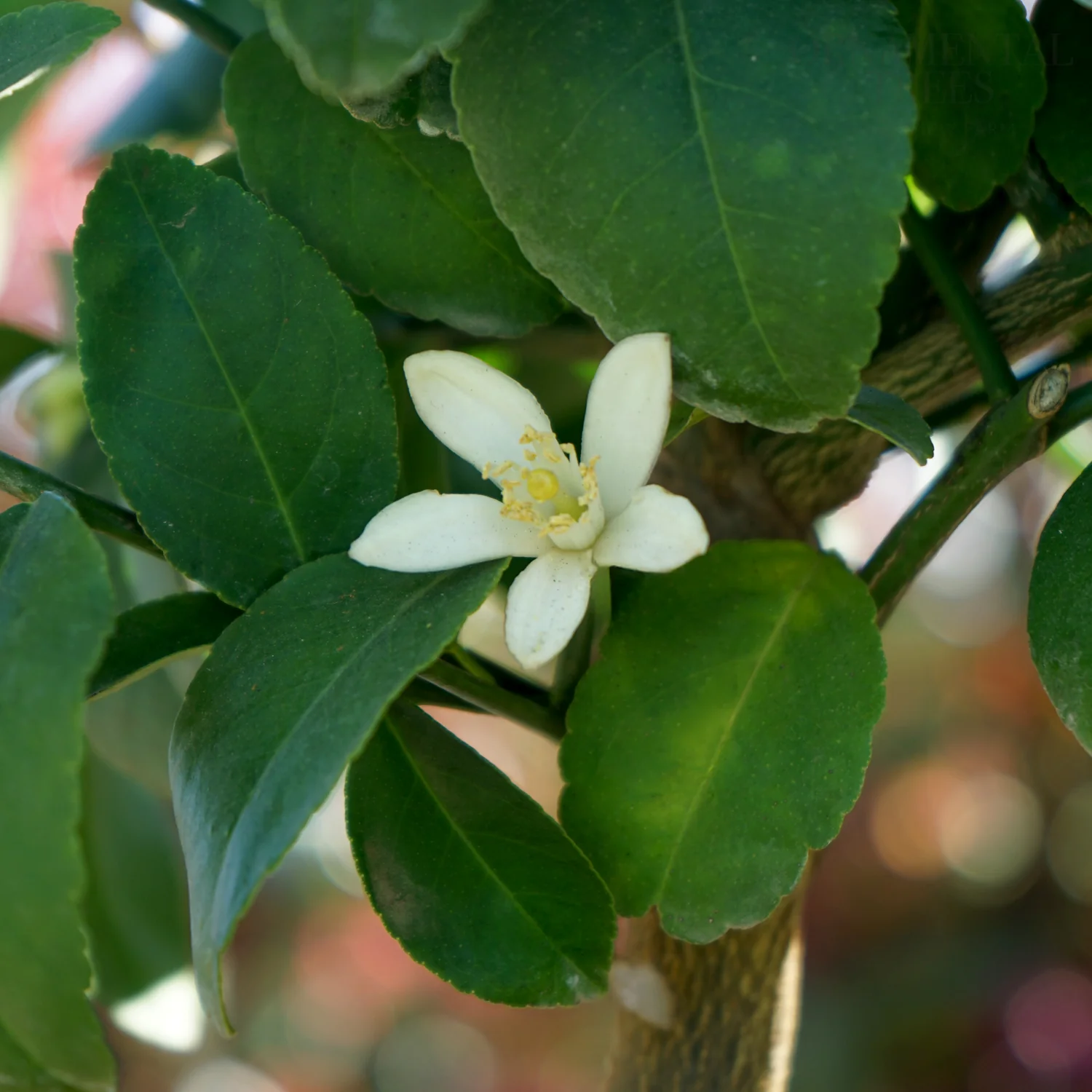 Lime Tree - Image 2