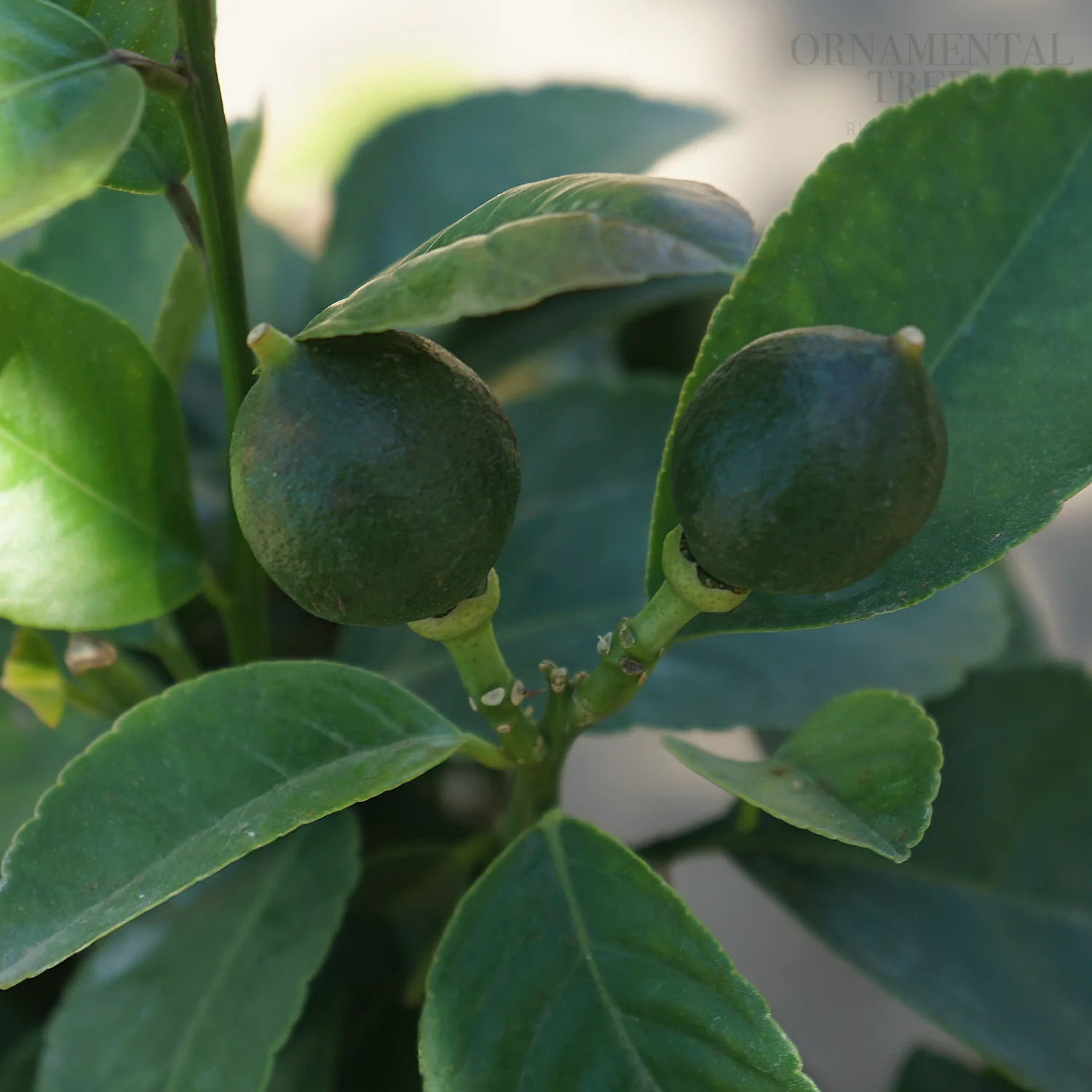 Lime Tree - Image 3