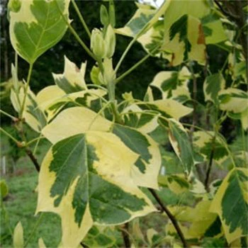 Liriodendron tulipifera ‘Aureomarginata’