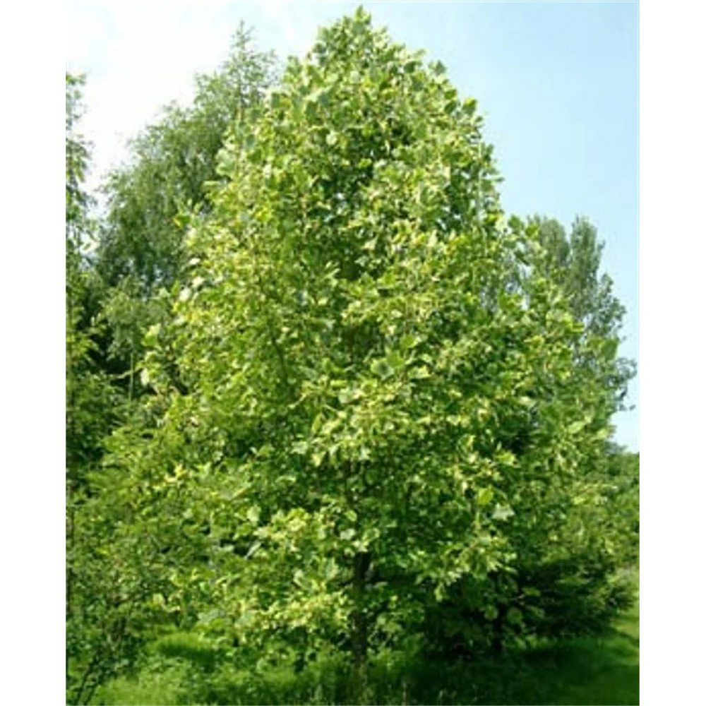 Liriodendron tulipifera ‘Aureomarginata’ - Image 2