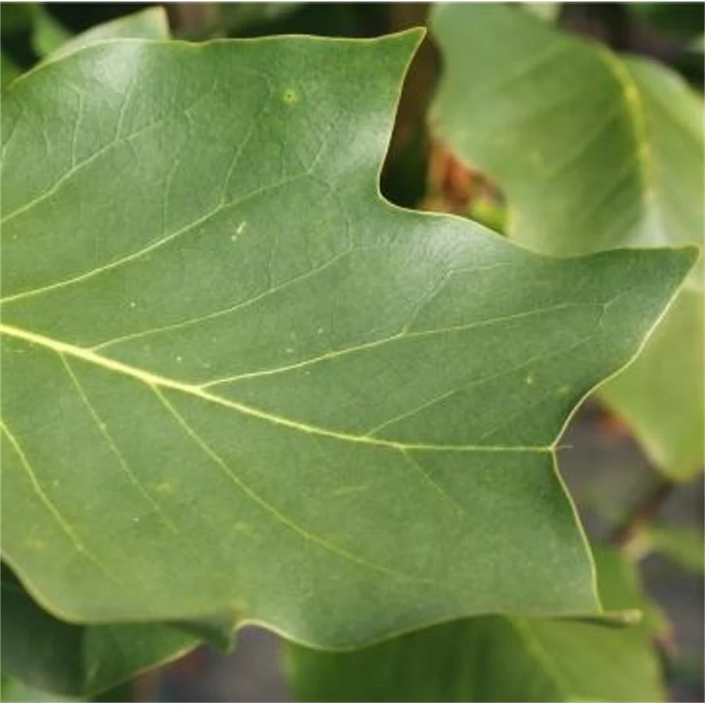 Liriodendron tulipifera ‘Fastigiata’