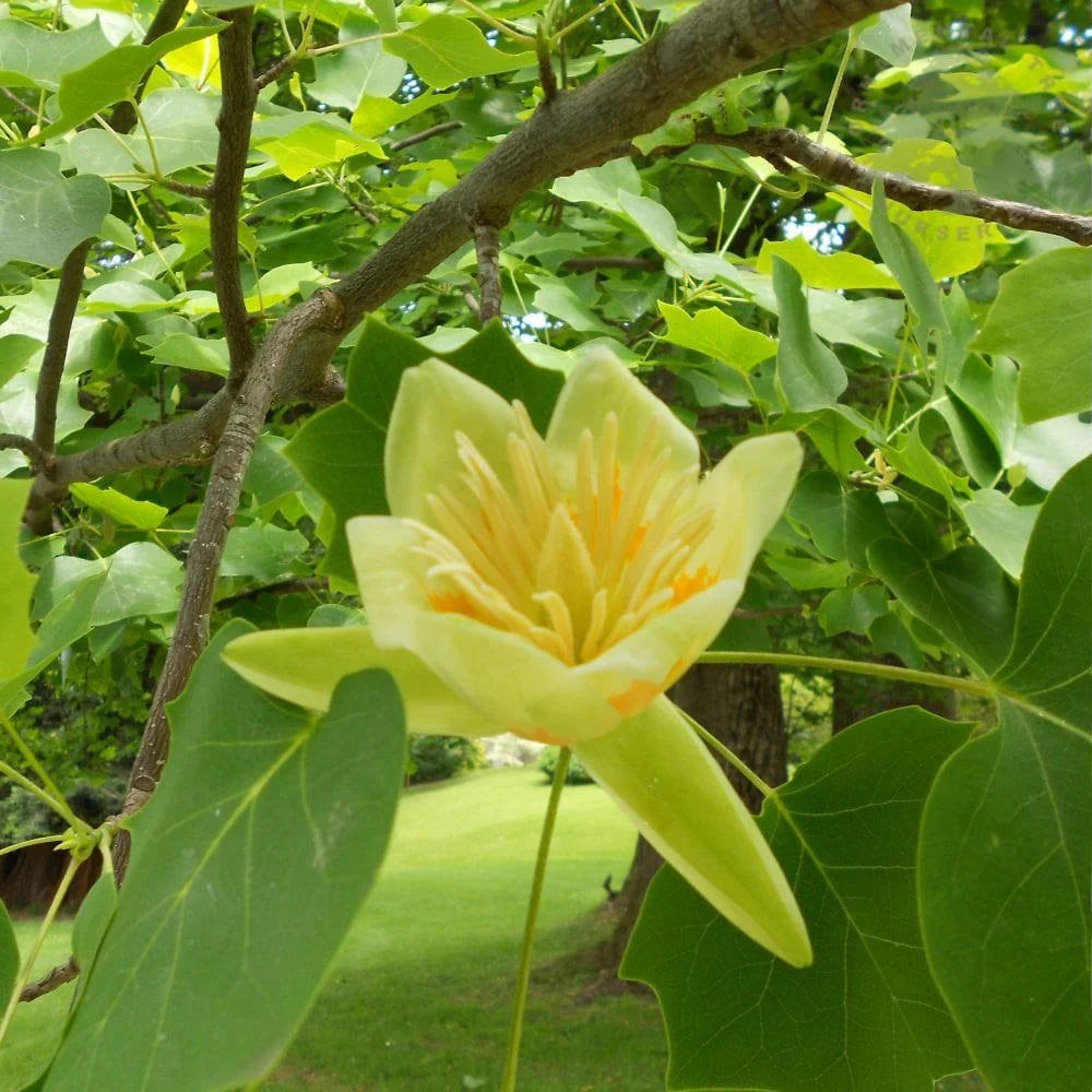 Liriodendron tulipifera Tree